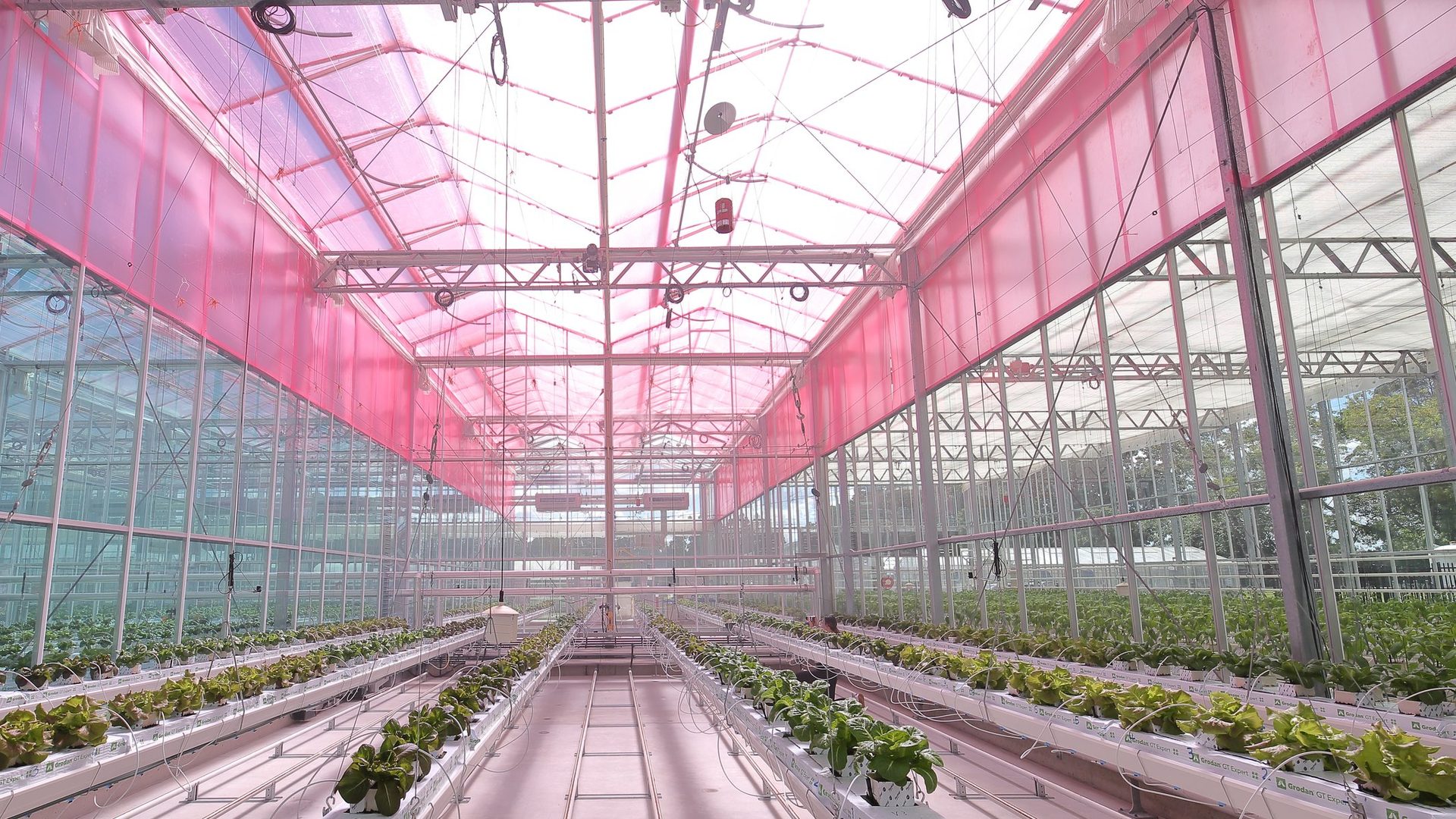 An interior view of a greenhouse with a pink, translucent film covering the ceiling. The greenhouse contains rows of fully-grown lettuce.