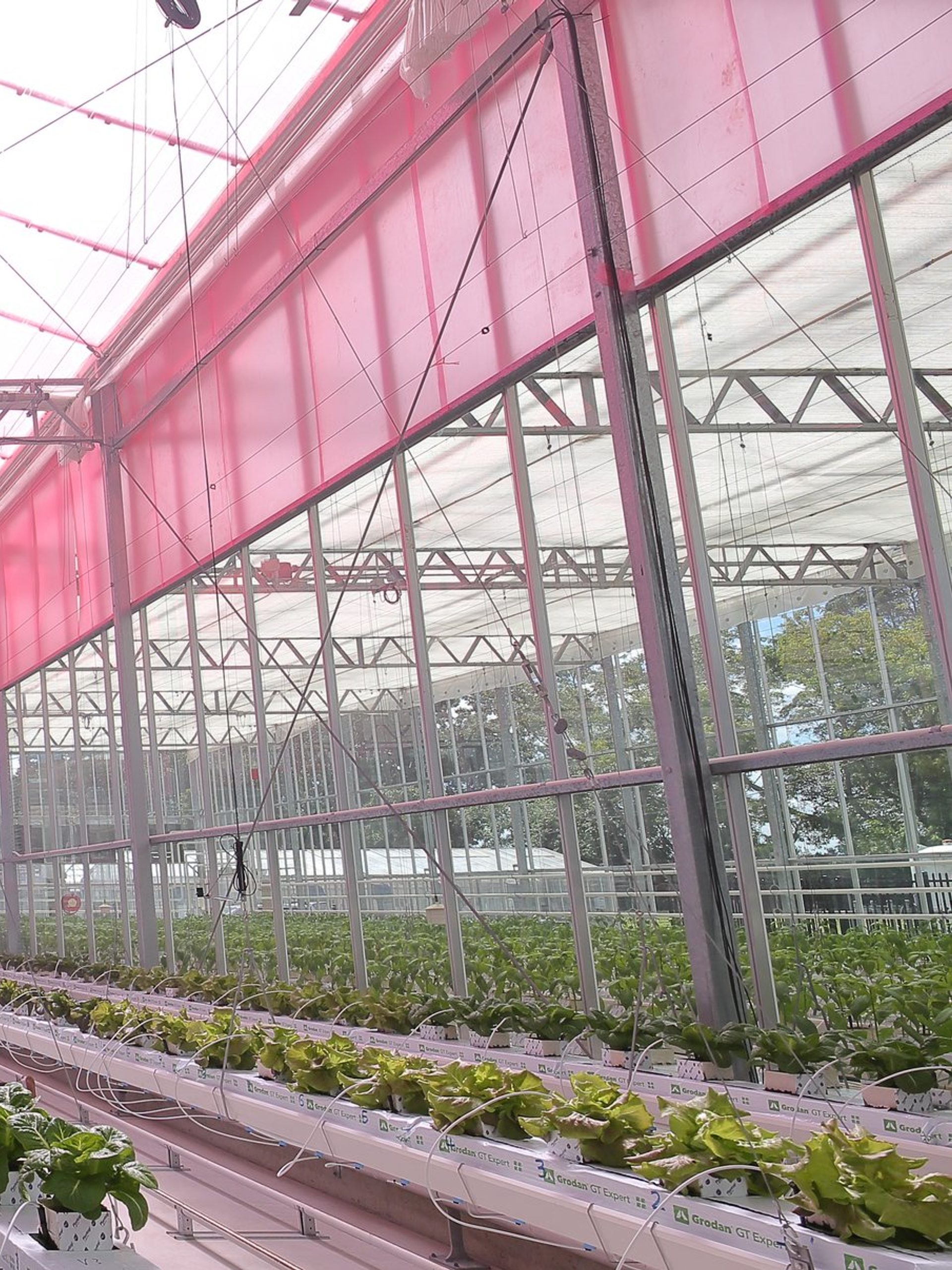 An interior view of a greenhouse with a pink, translucent film covering the ceiling. The greenhouse contains rows of fully-grown lettuce.