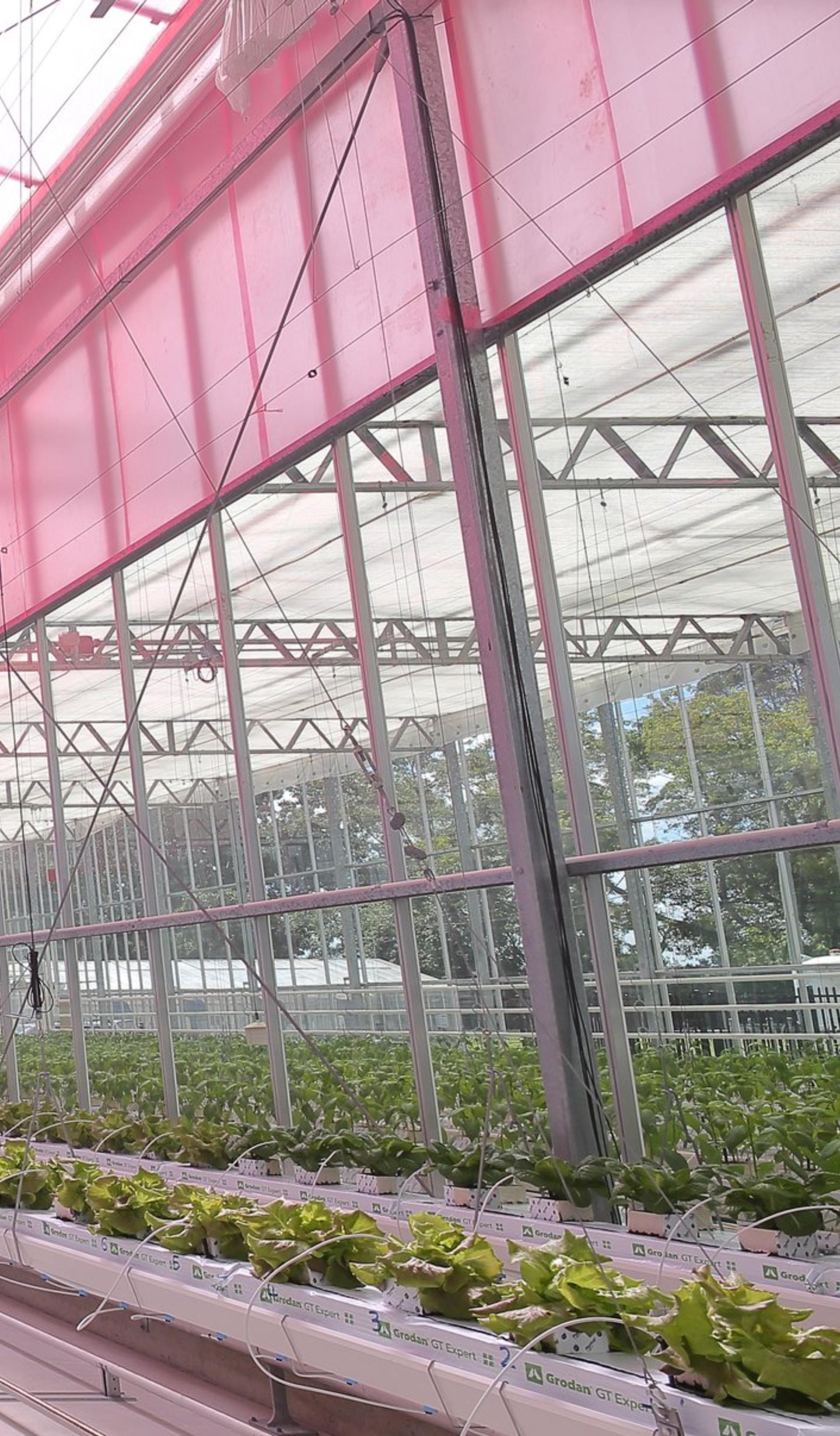 An interior view of a greenhouse with a pink, translucent film covering the ceiling. The greenhouse contains rows of fully-grown lettuce.