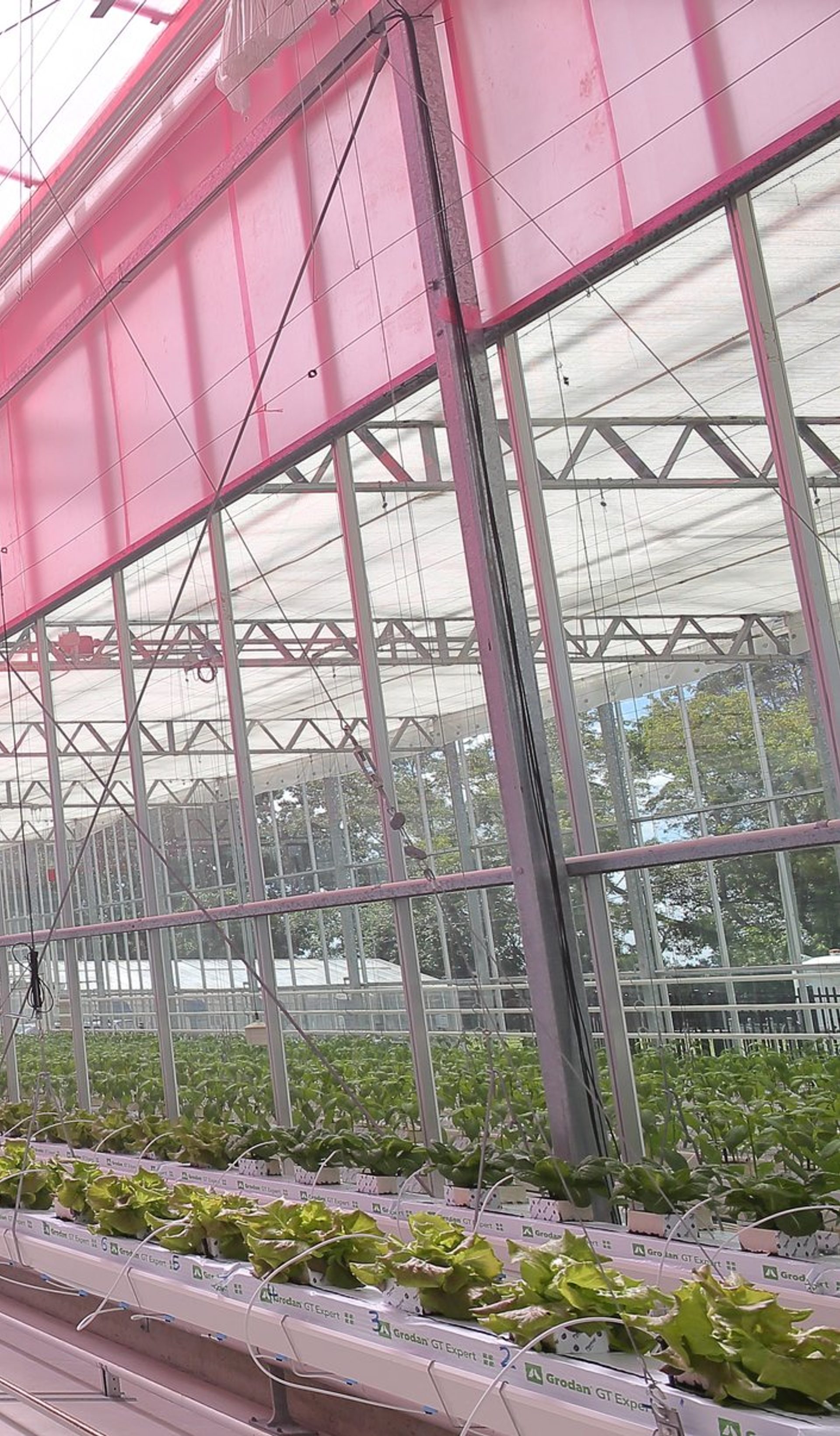 An interior view of a greenhouse with a pink, translucent film covering the ceiling. The greenhouse contains rows of fully-grown lettuce.