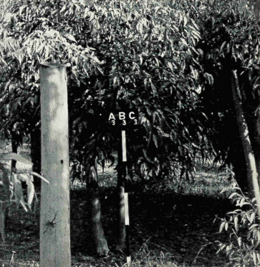 Black and white image of rows of trees with a marker