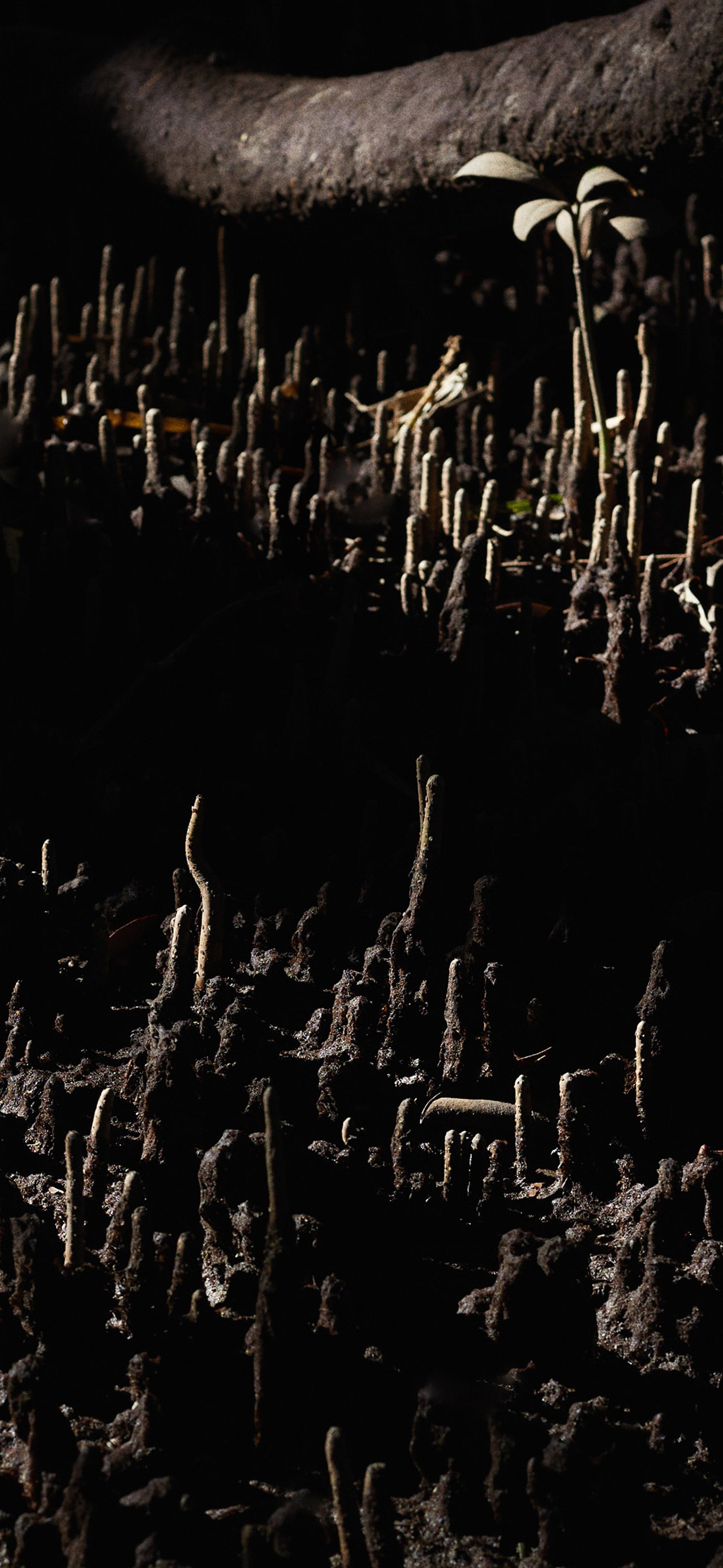 To Notice a Mangrove