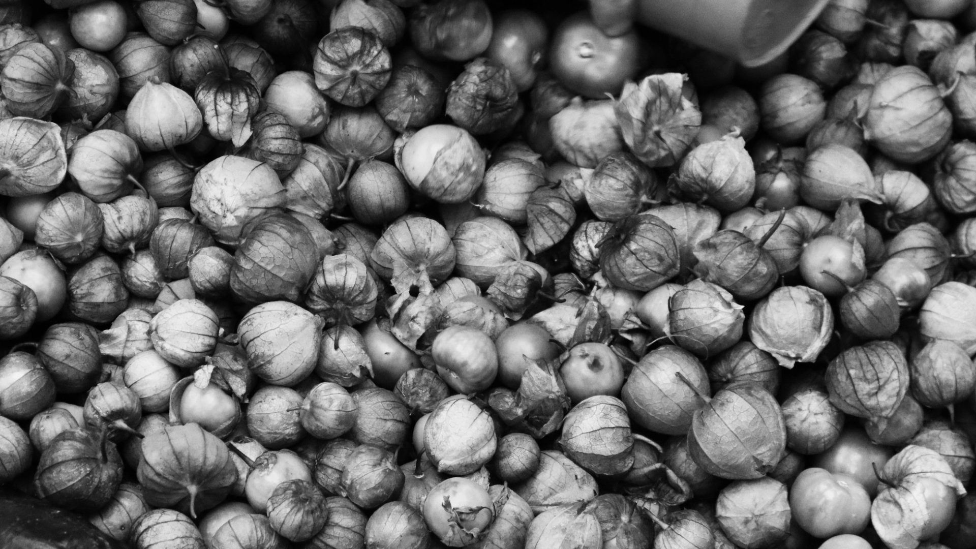 Black and white photo of person’s hand holding a bucket over a pile of tomatillos and beans.