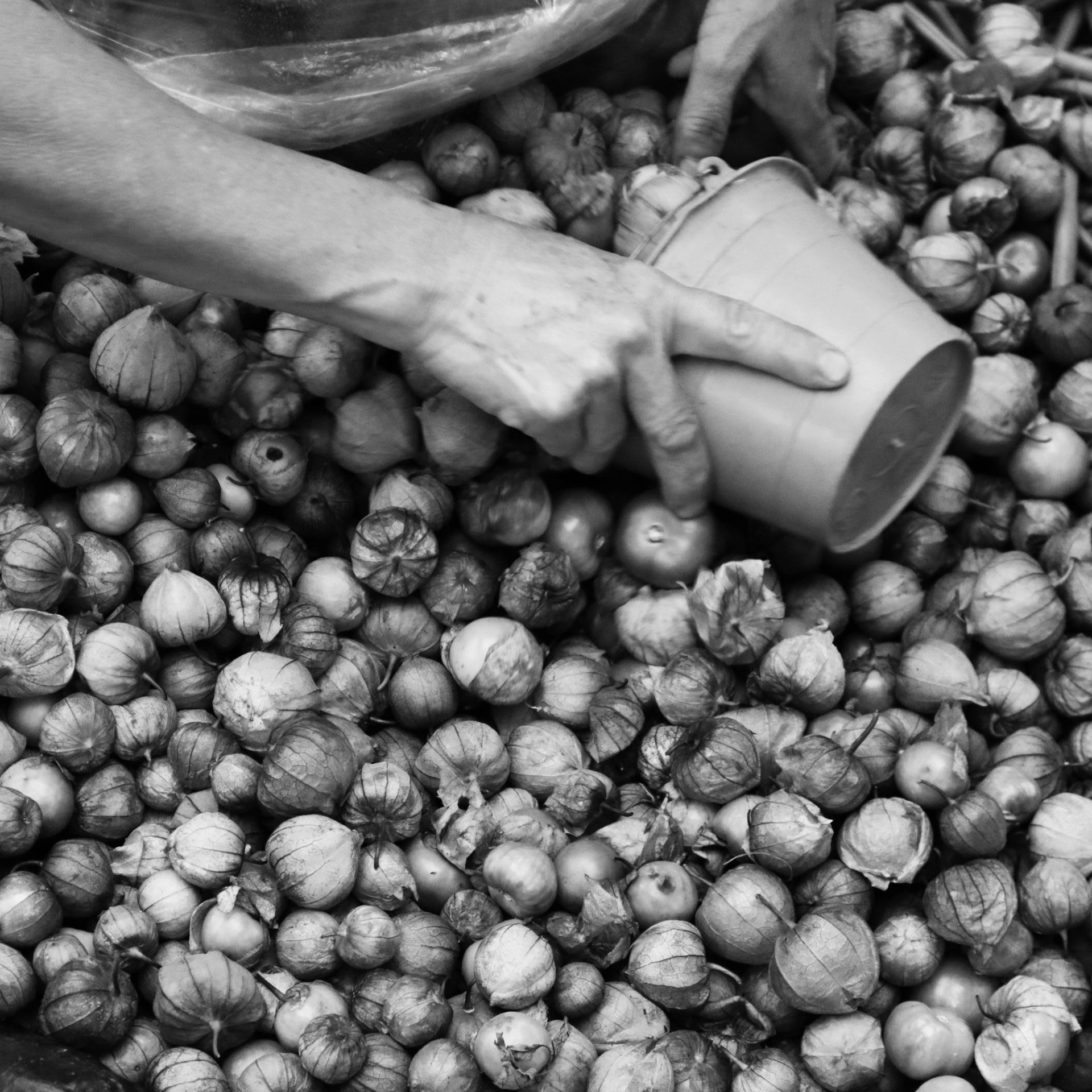 Black and white photo of person’s hand holding a bucket over a pile of tomatillos and beans.