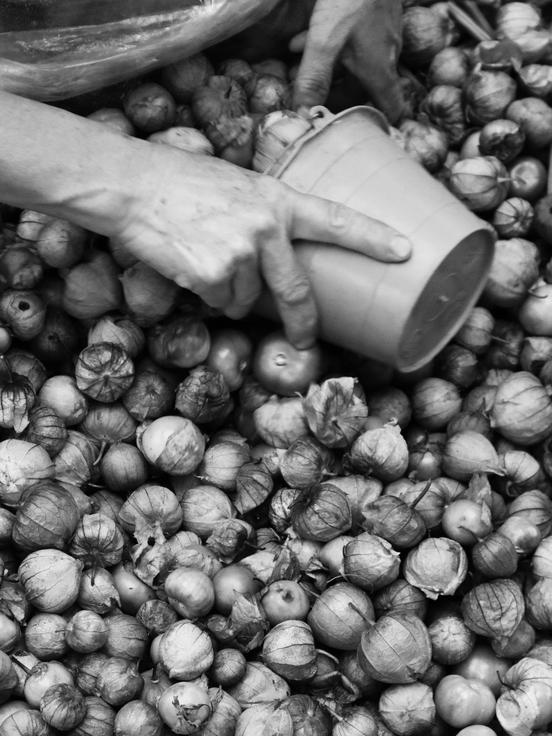 Black and white photo of person’s hand holding a bucket over a pile of tomatillos and beans.