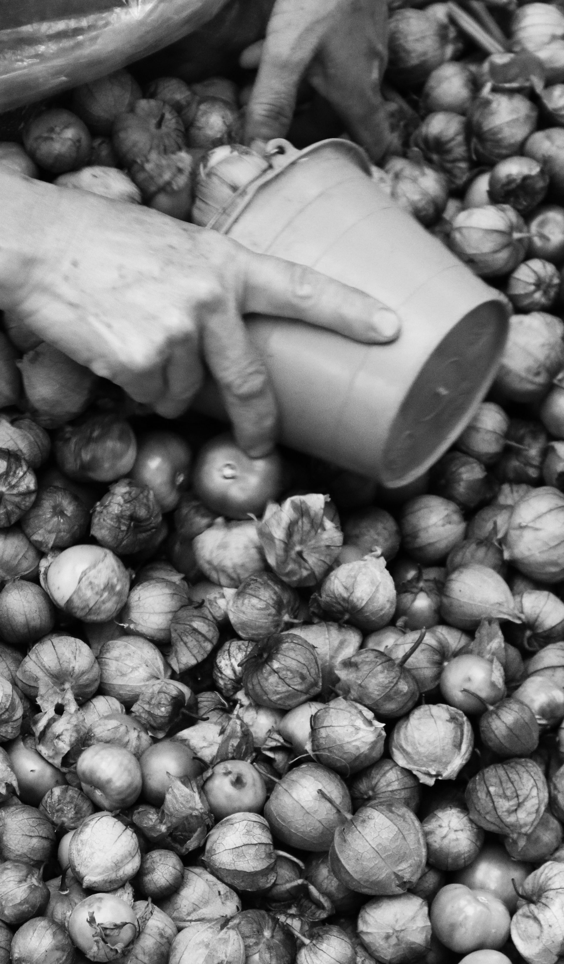 Black and white photo of person’s hand holding a bucket over a pile of tomatillos and beans.