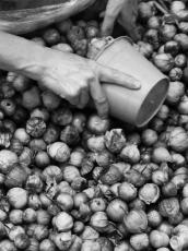 Black and white photo of person’s hand holding a bucket over a pile of tomatillos and beans.
