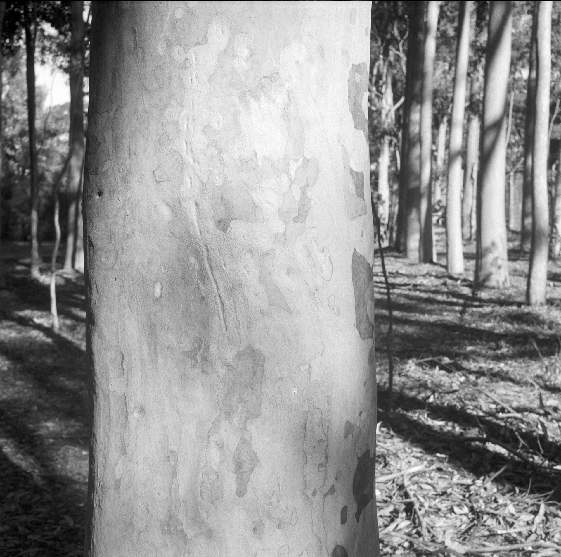 Trunk of tree.