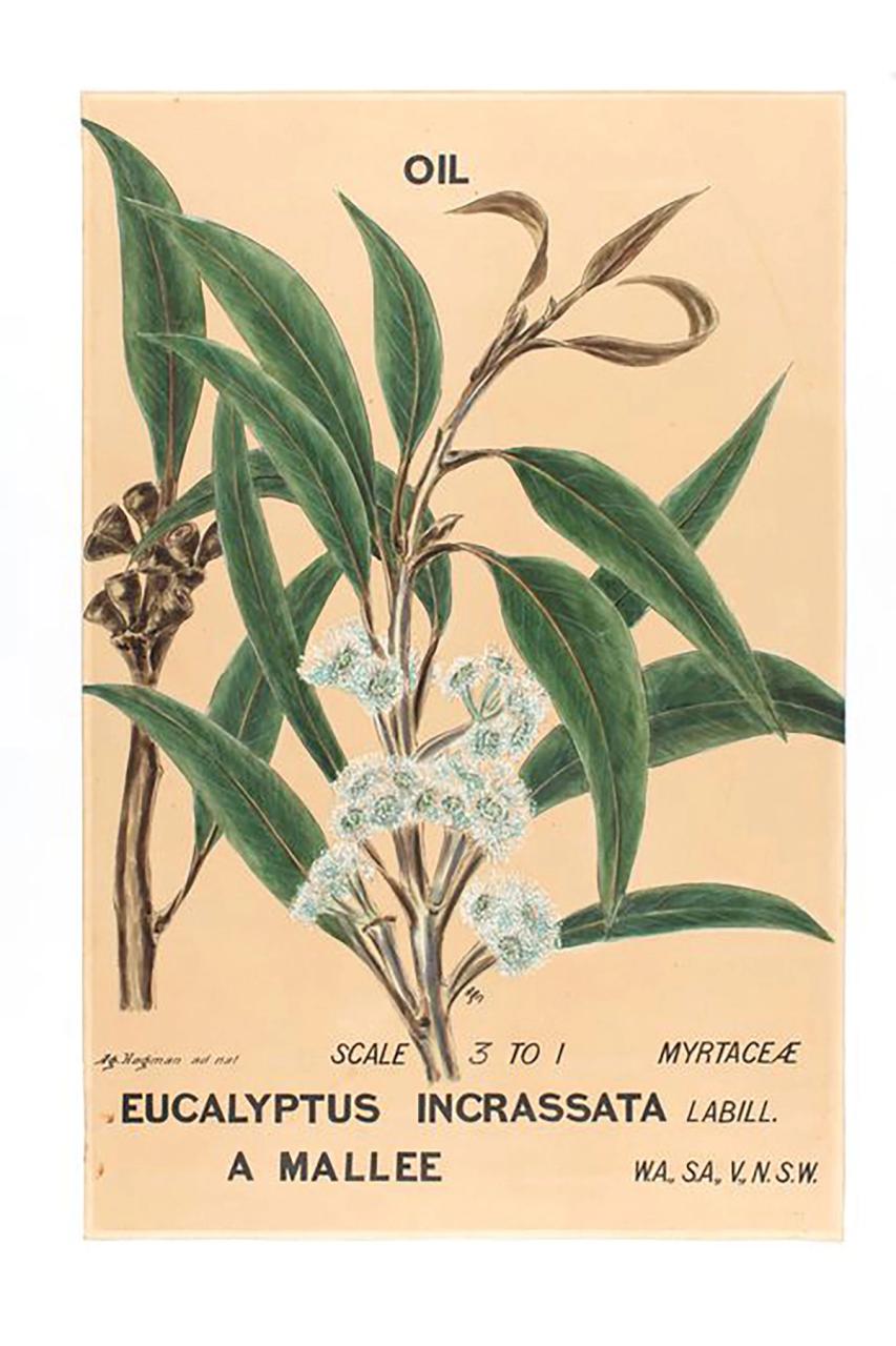 Botanical watercolour drawing of Eucalyptus incrassata