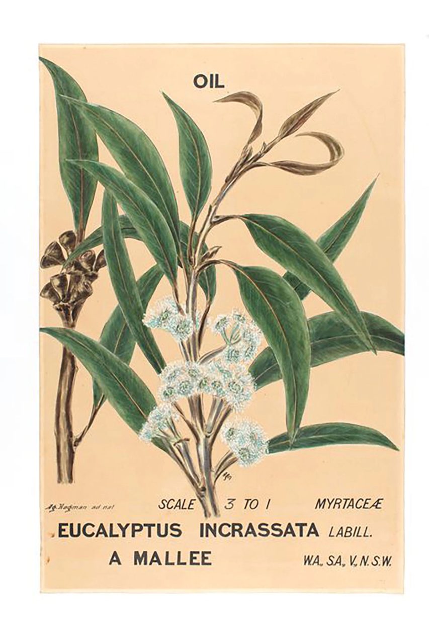 Botanical watercolour drawing of Eucalyptus incrassata