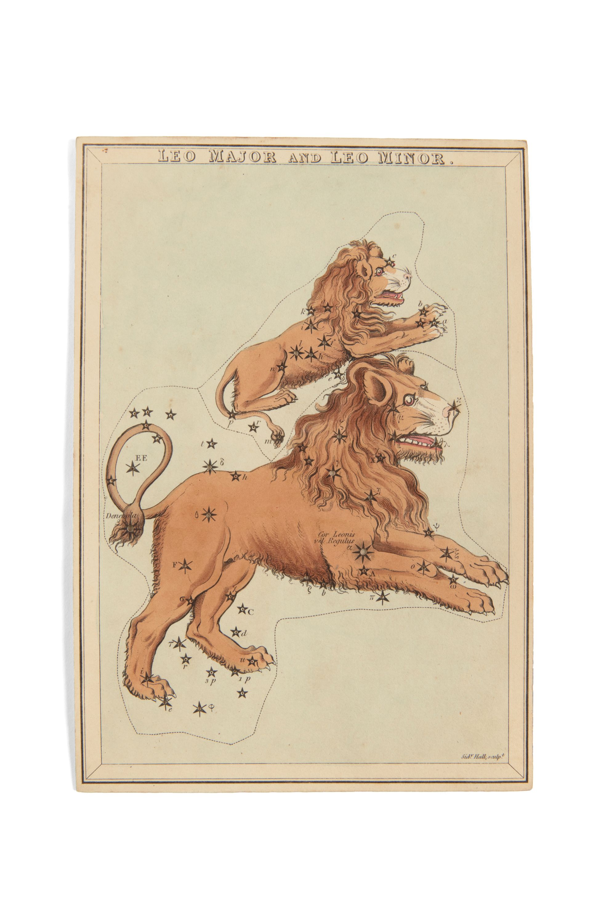 Glass plate slide with a hand-drawn illustration two lions.