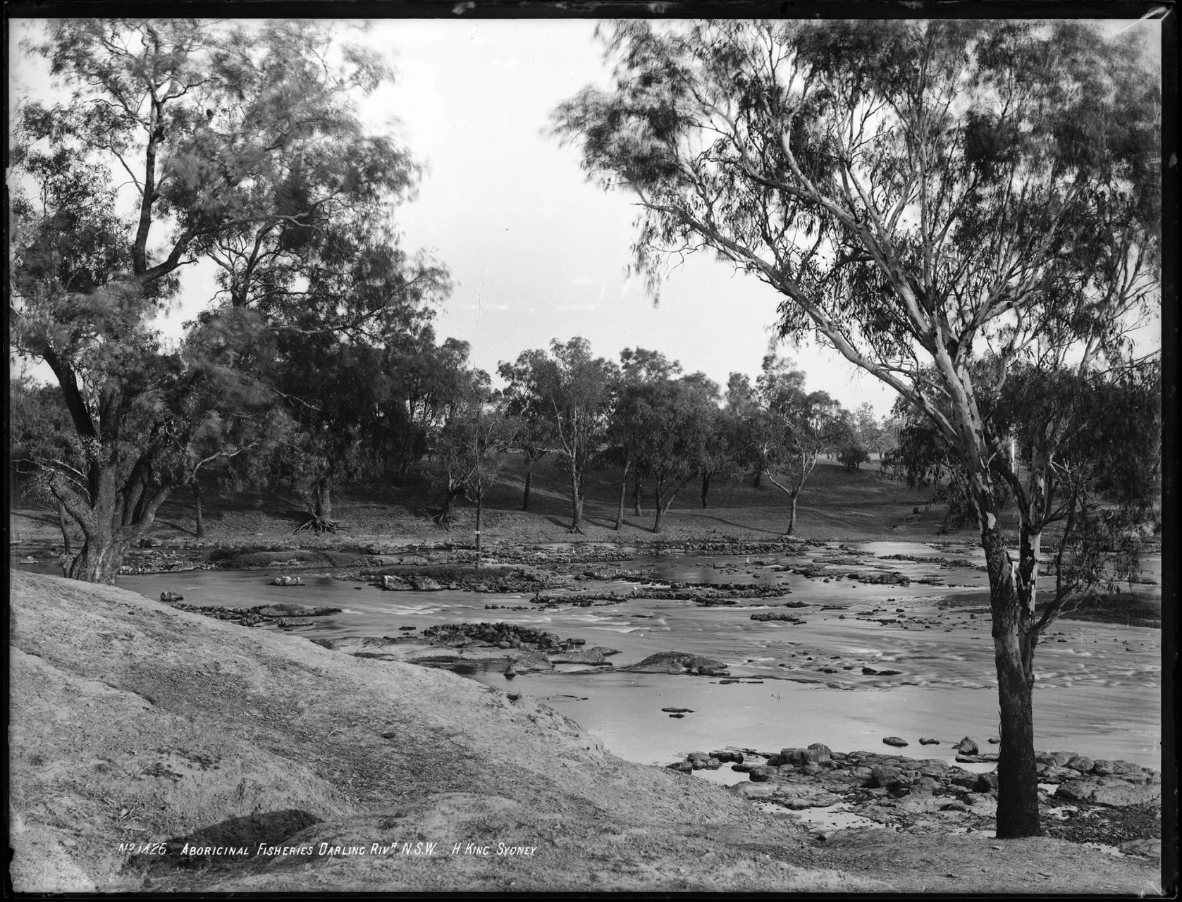 Fish traps in the Darling River.