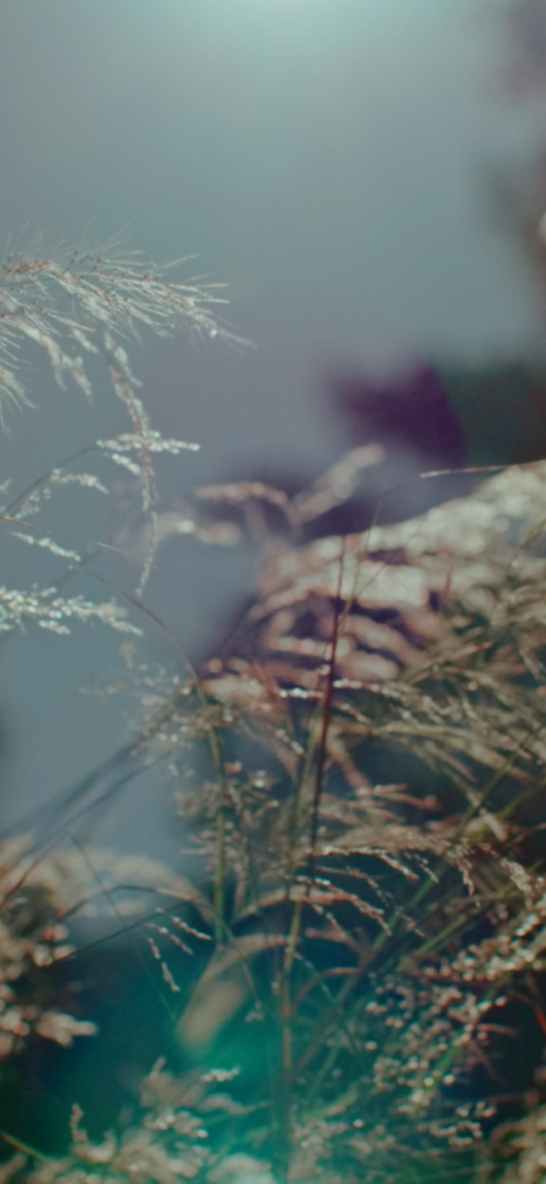 Sun speckles amongst wild grass in nature