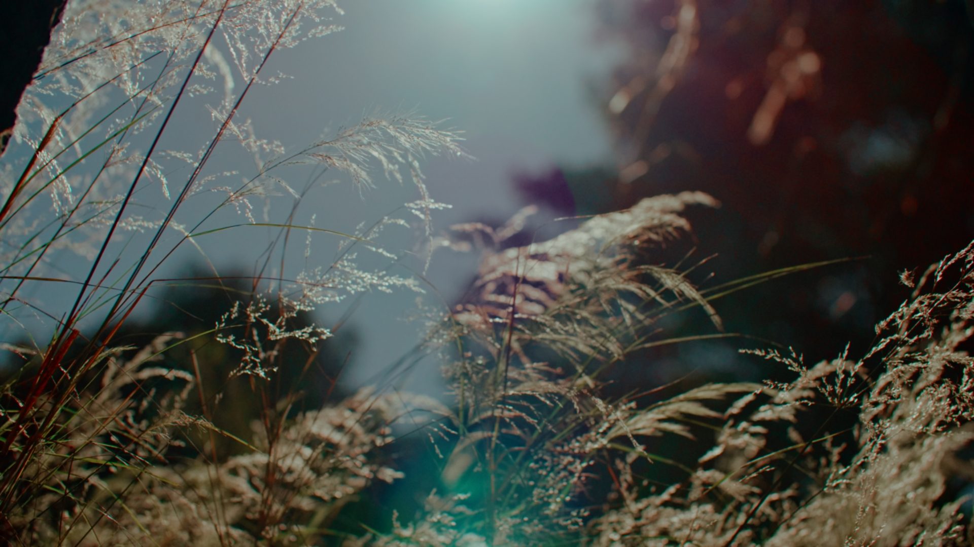 Sun speckles amongst wild grass in nature