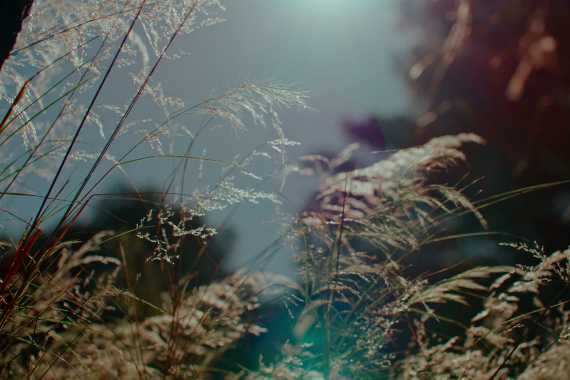 Sun speckles amongst wild grass in nature