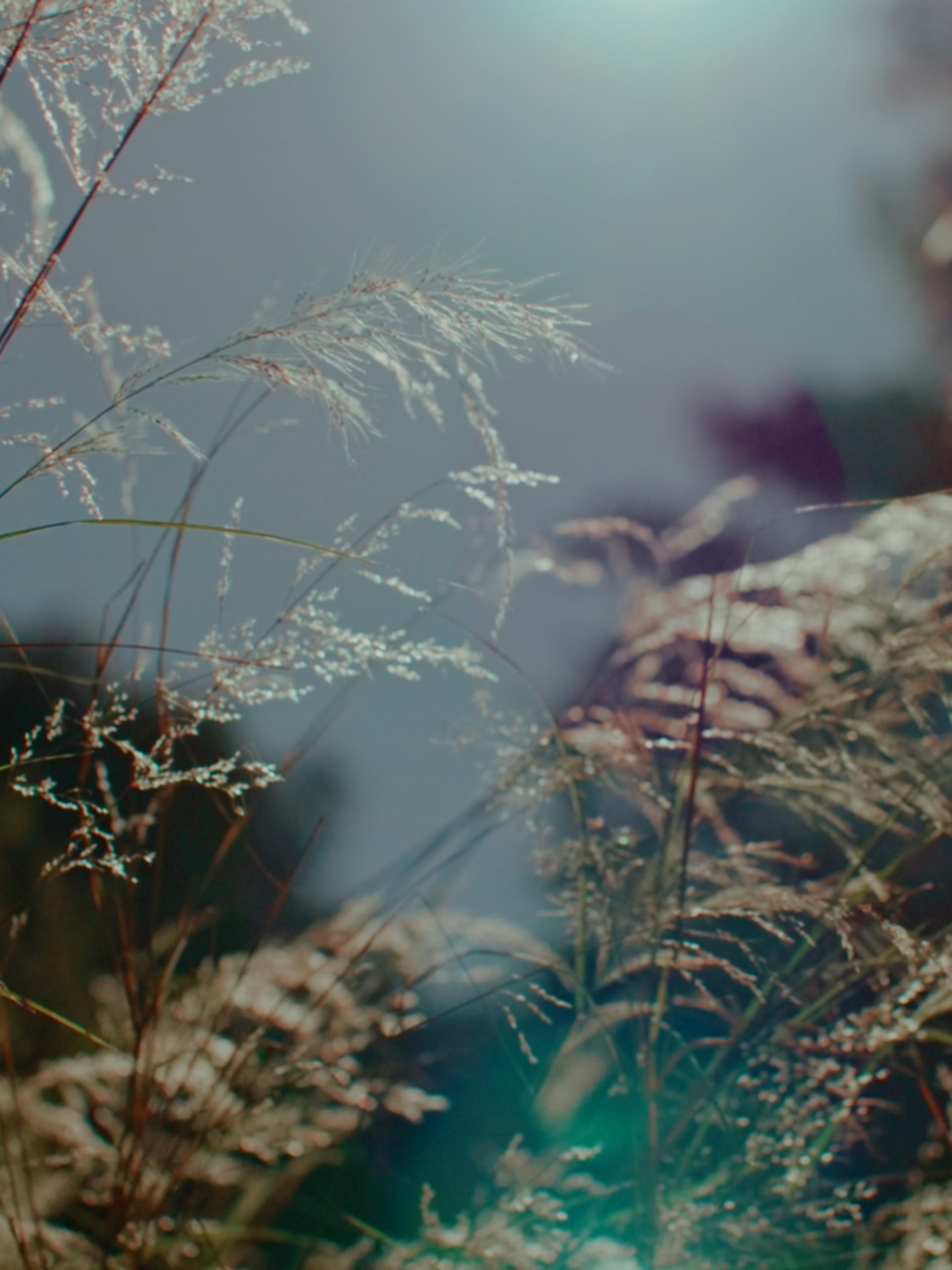 Sun speckles amongst wild grass in nature