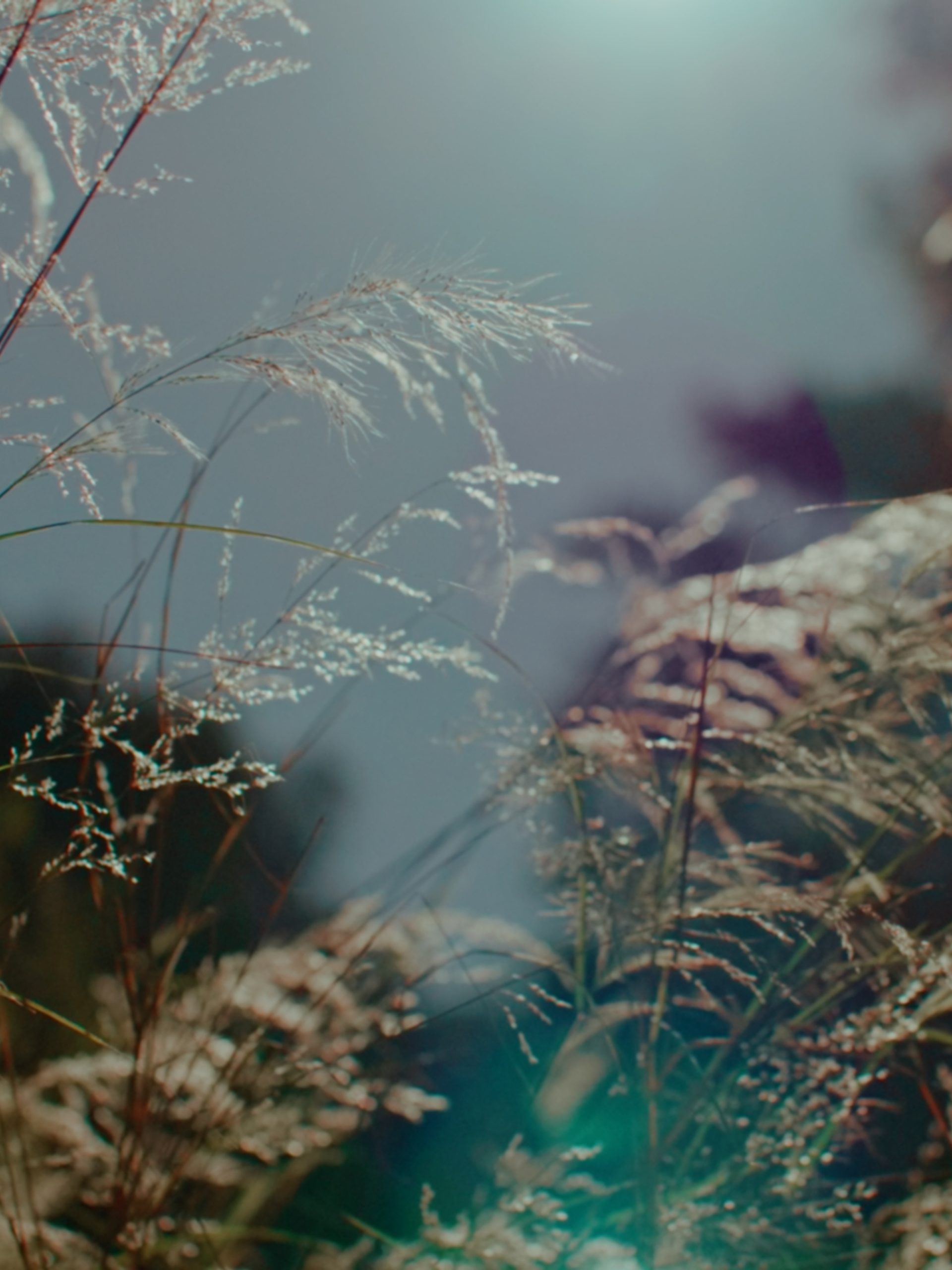 Sun speckles amongst wild grass in nature