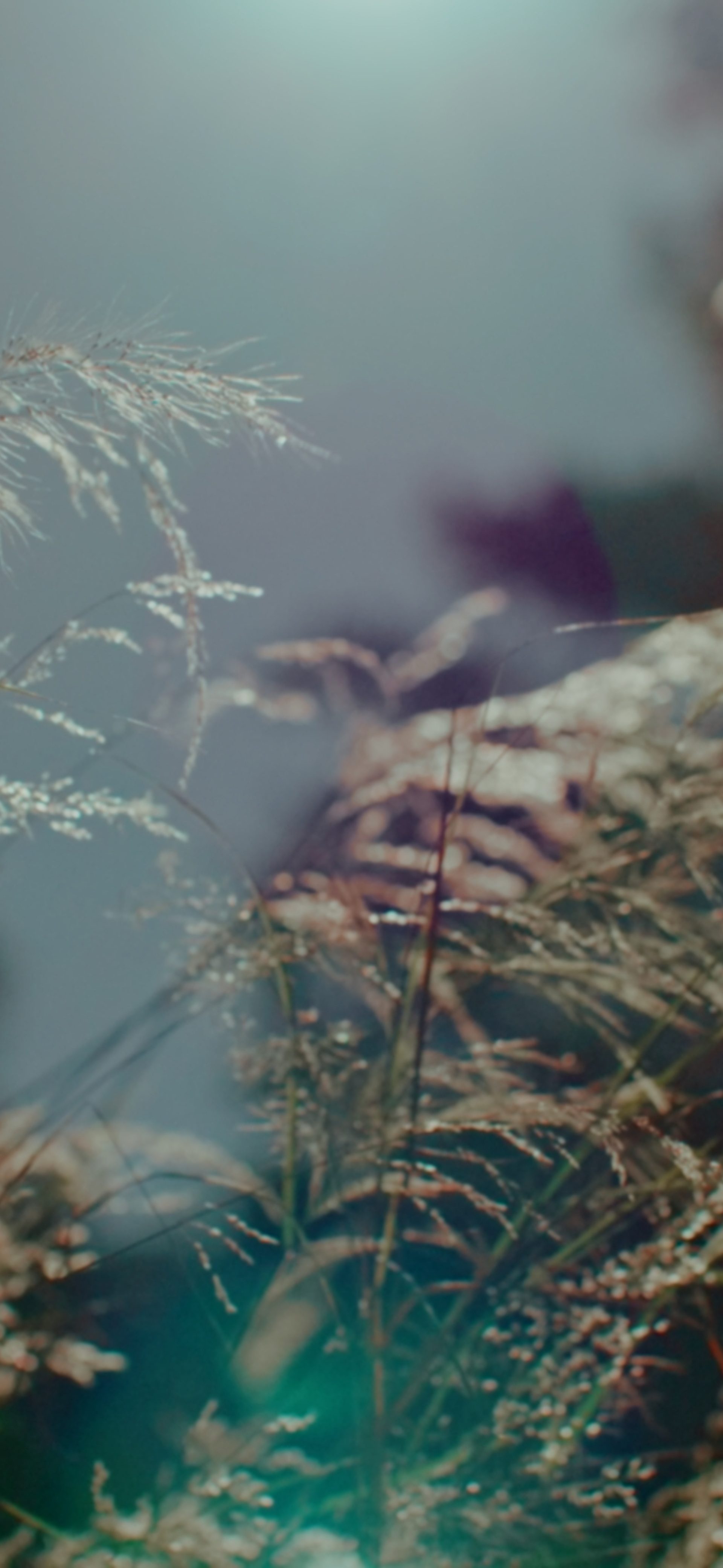 Sun speckles amongst wild grass in nature