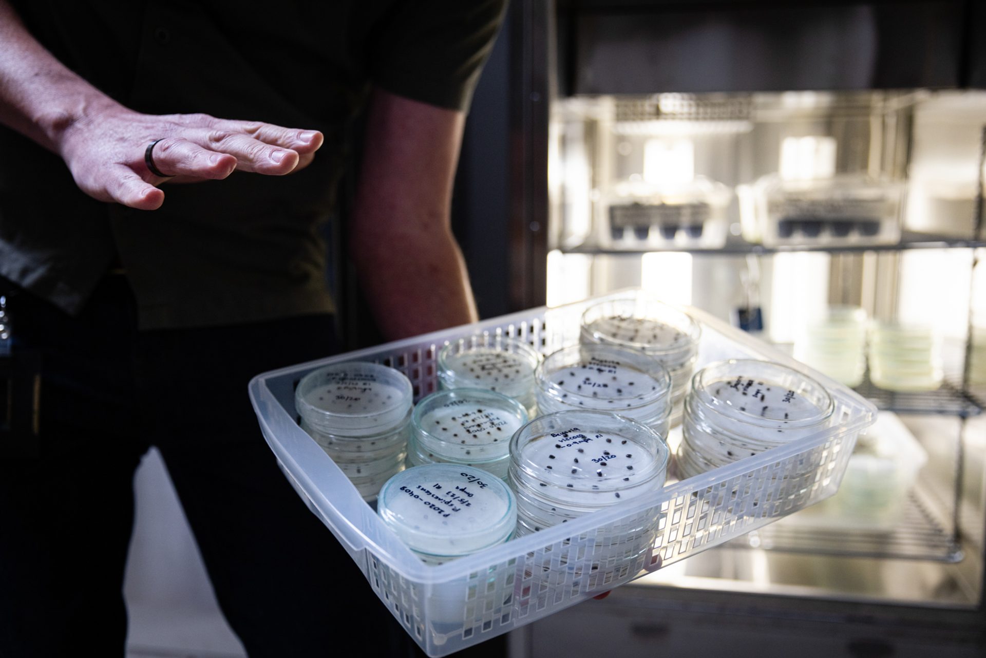 Hands presenting a basket of petri dishes at Australian PlantBank Tour