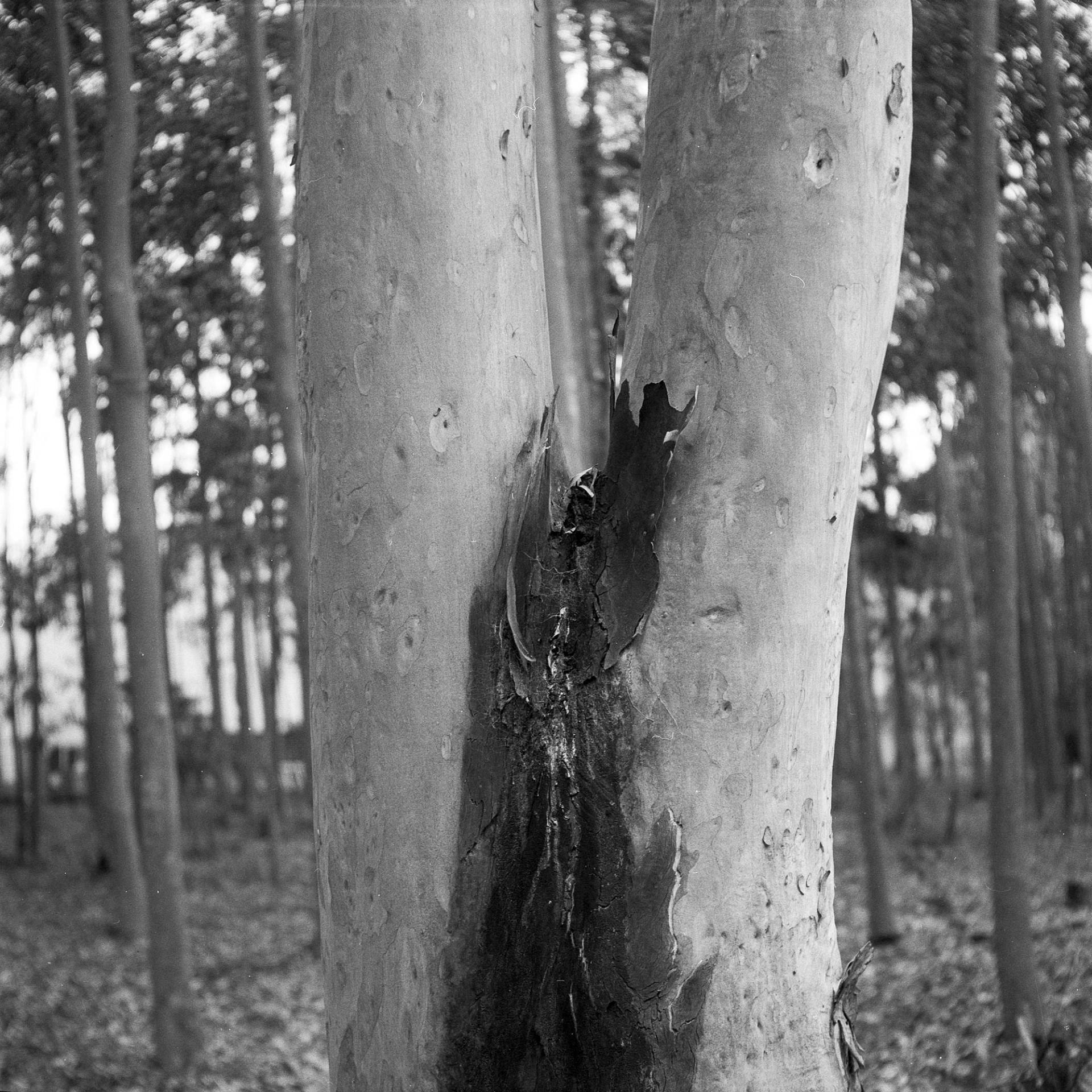 Tree trunk joinery.