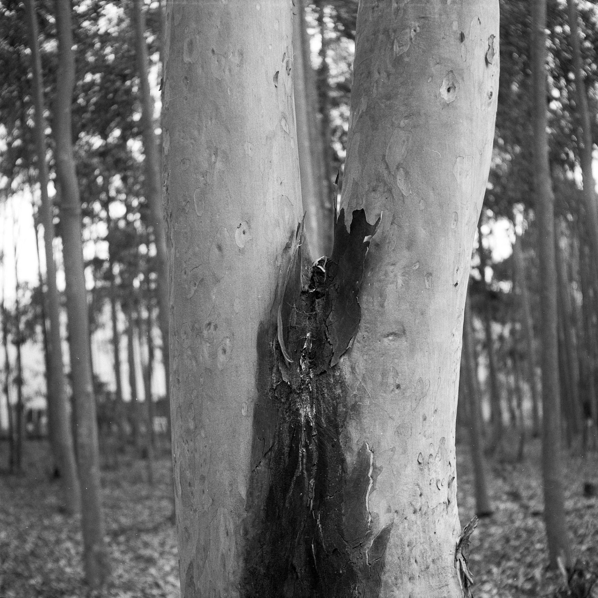 Tree trunk joinery.