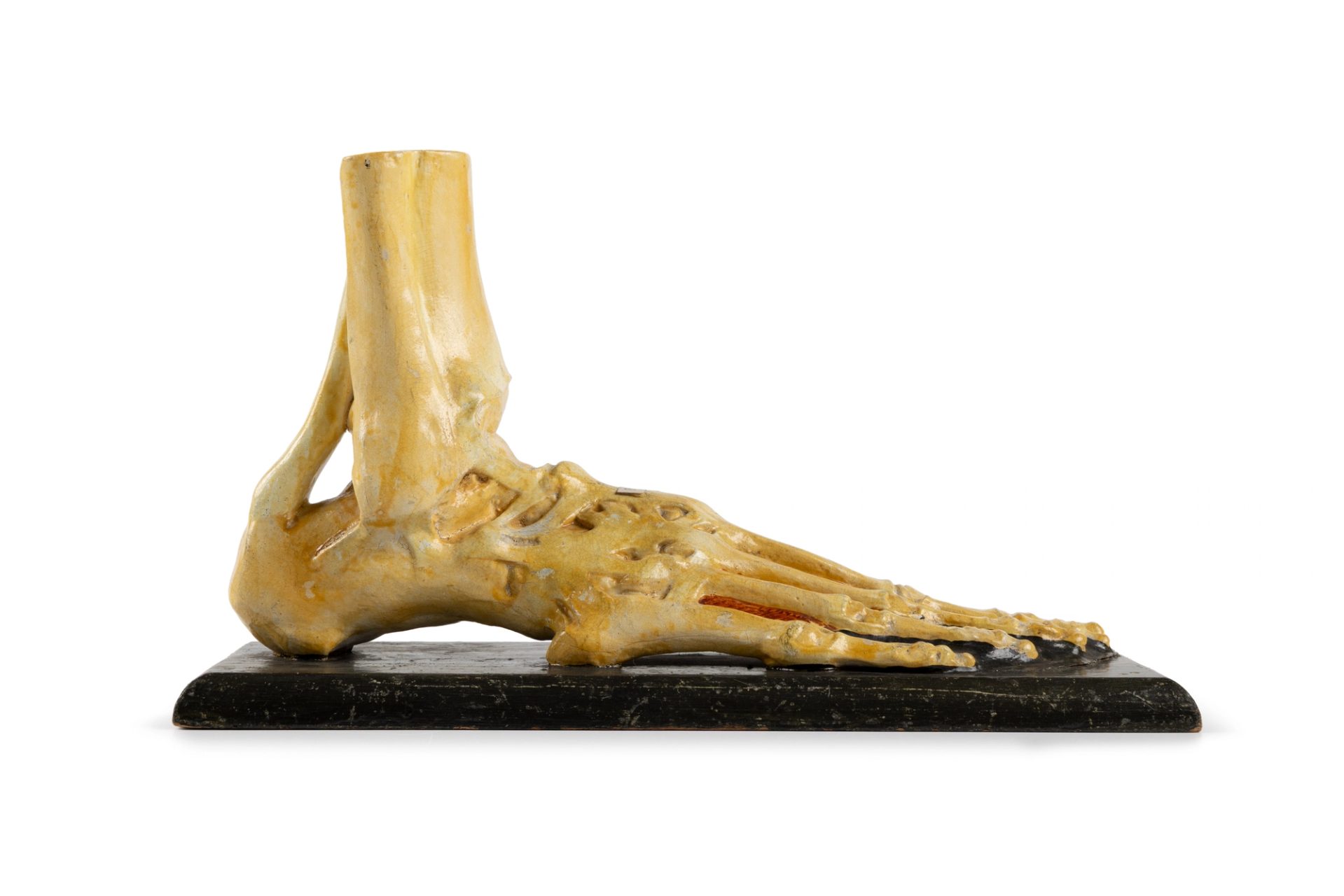 Anatomical model of a detachable left human foot made of painted plaster and papier-mâché and mounted on a rectangular wooden board. The foot is painted cream and red and shows the muscle and bone structure.