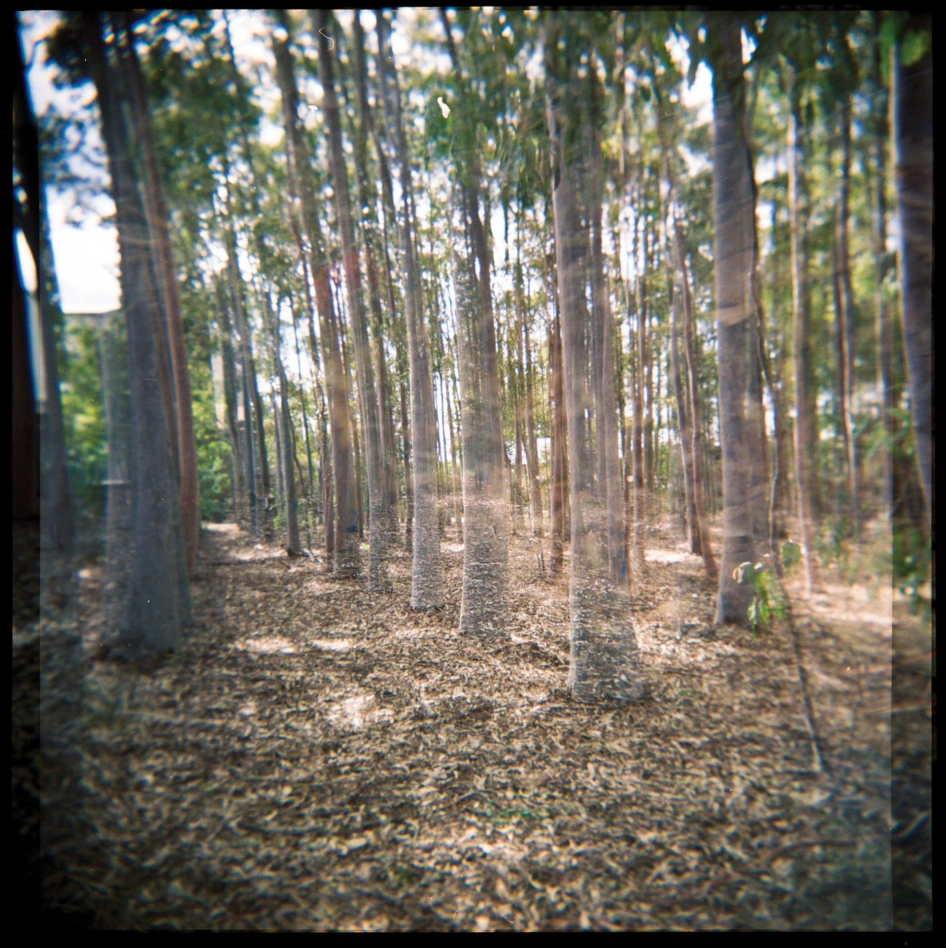 Overlayed photos of trees.