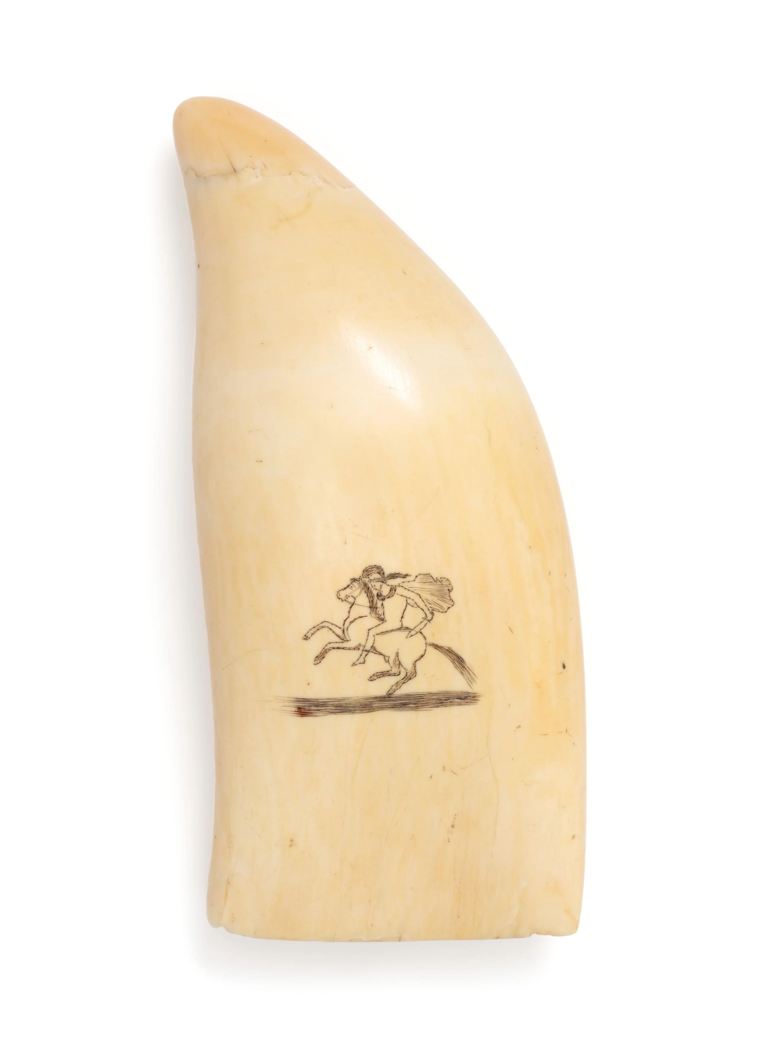 Sperm whale tooth scrimshaw, with the carving of figure riding on a horse.