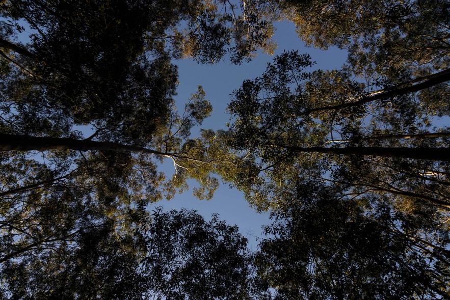 Eucalyptus trees against the blue sky, looking upward.