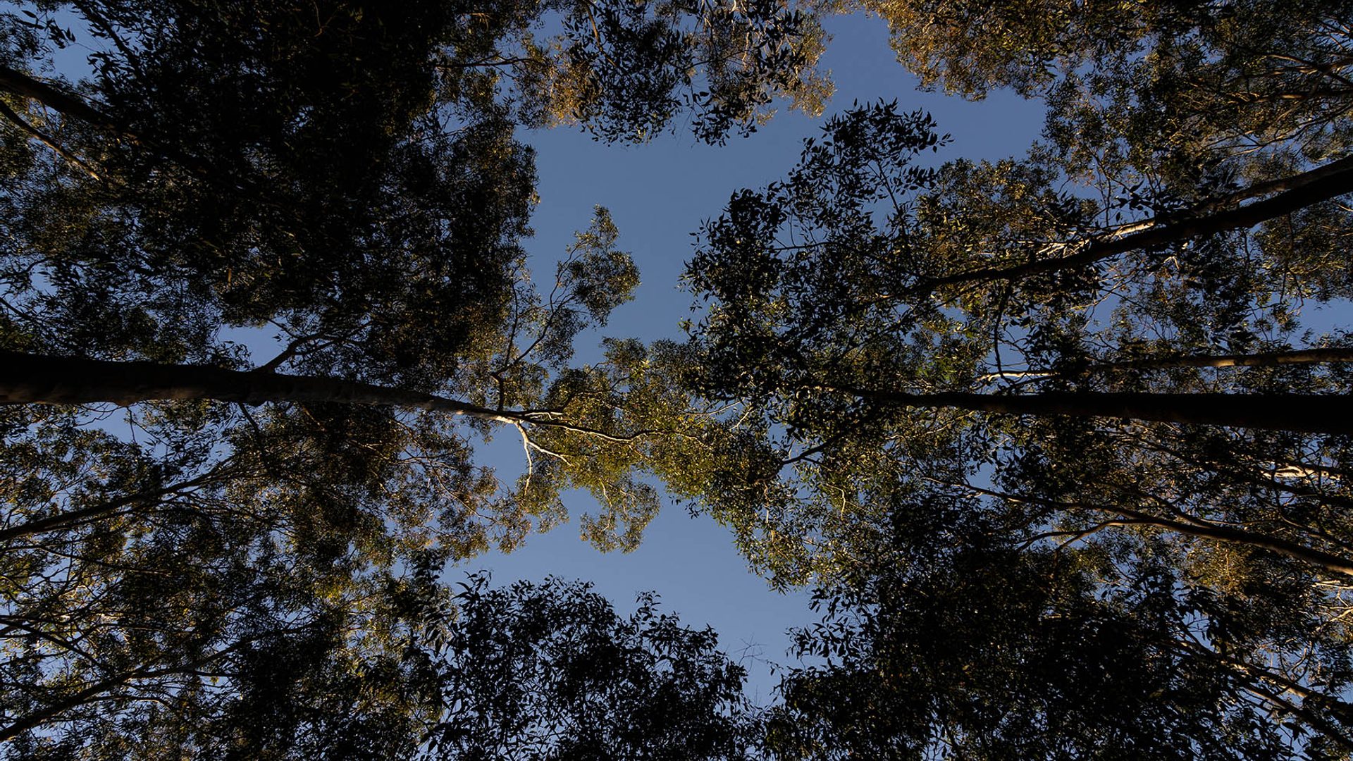 Eucalyptus trees against the blue sky, looking upward.