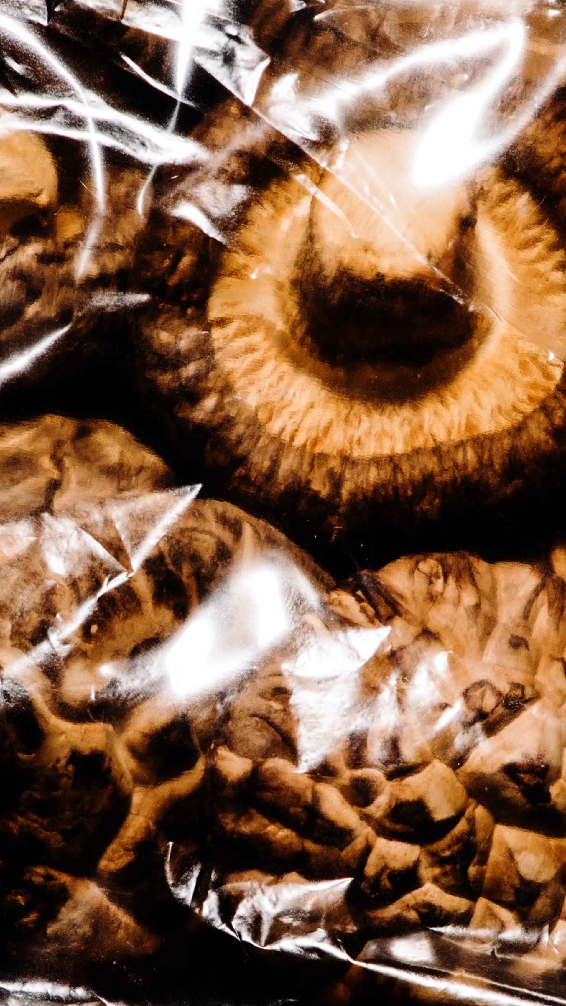 Shitake Mushrooms in a bag.