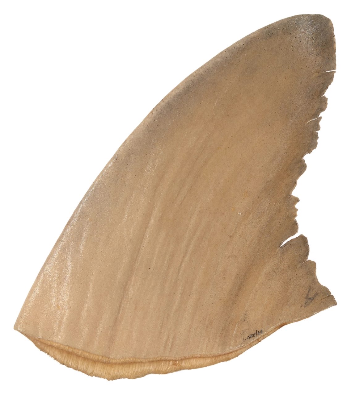 A sandy beige-coloured dried shark fin, which is jagged along its right-hand edge and which has some numbers written along its bottom right-hand edge.