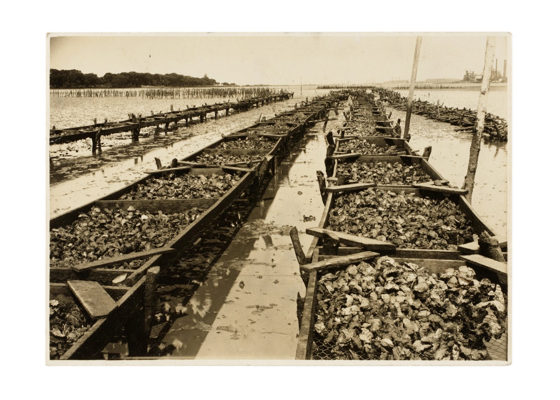 Historic black-and-white photograph of two rows of oyster trays leading back towards a wide body of water, with a low-lying headland in the top left corner.