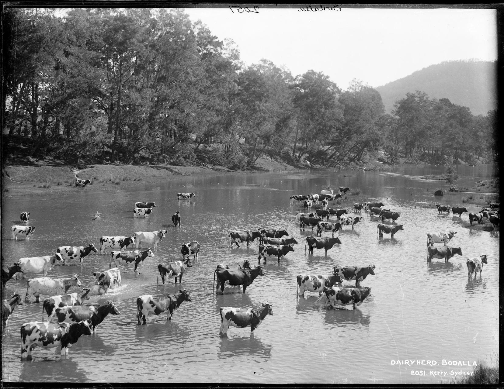 Cow herd standing in a river.