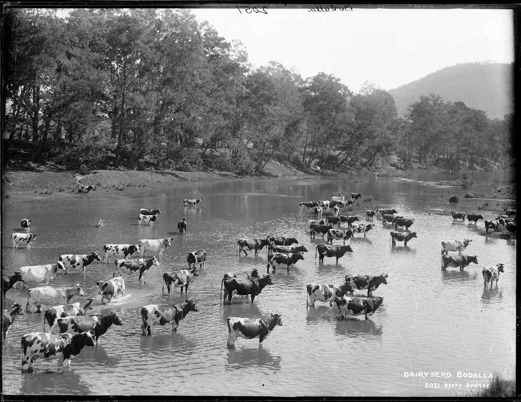 Cow herd standing in a river.