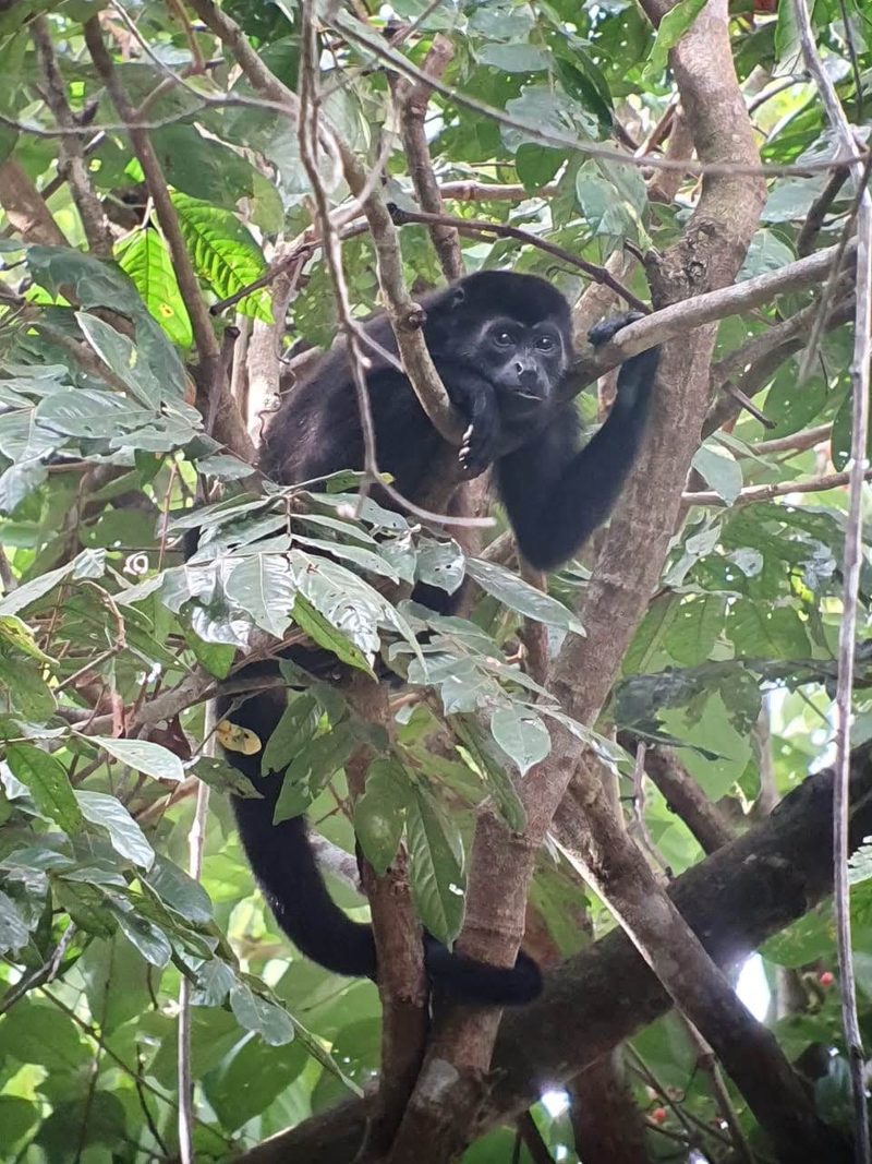 A mantled howler monkey lying along a branch in the forest canopy, one arm stretched out, looking down towards the camera