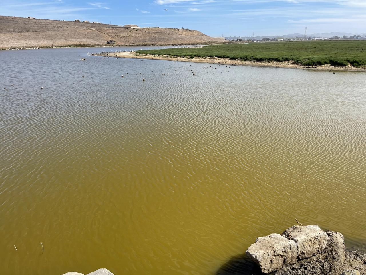 Murky water along the shoreline next to the West Contra Costa Sanitary Landfill.