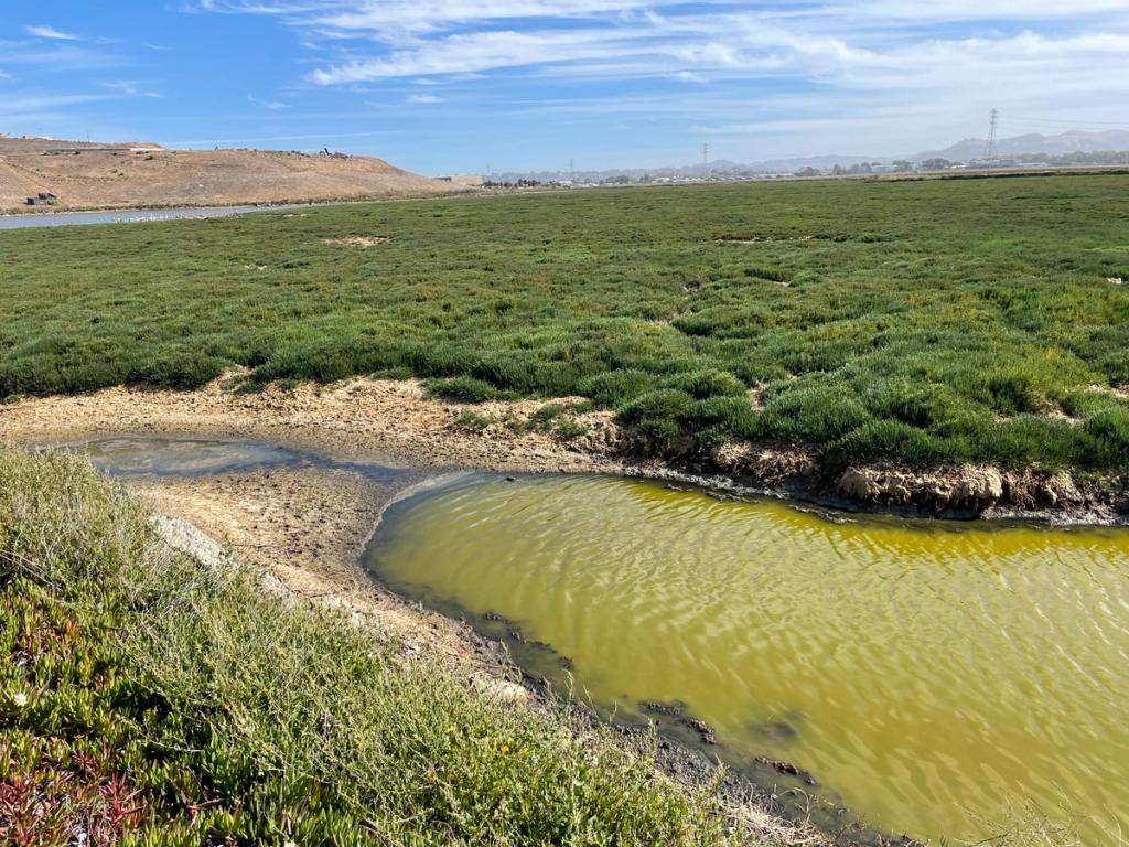 Waterways adjacent to the West Contra Costa Sanitary Landfill in Richmond, California.