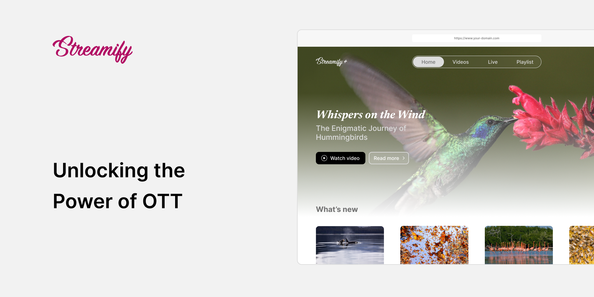 All-in-One Club TV Content Monetization Fan Engagement Fan Loyalty Headless Streaming Live streaming OTT Sports Streaming Sports TV Streaming Streaming Platform Video CMS Video on demand Video Platform White Label