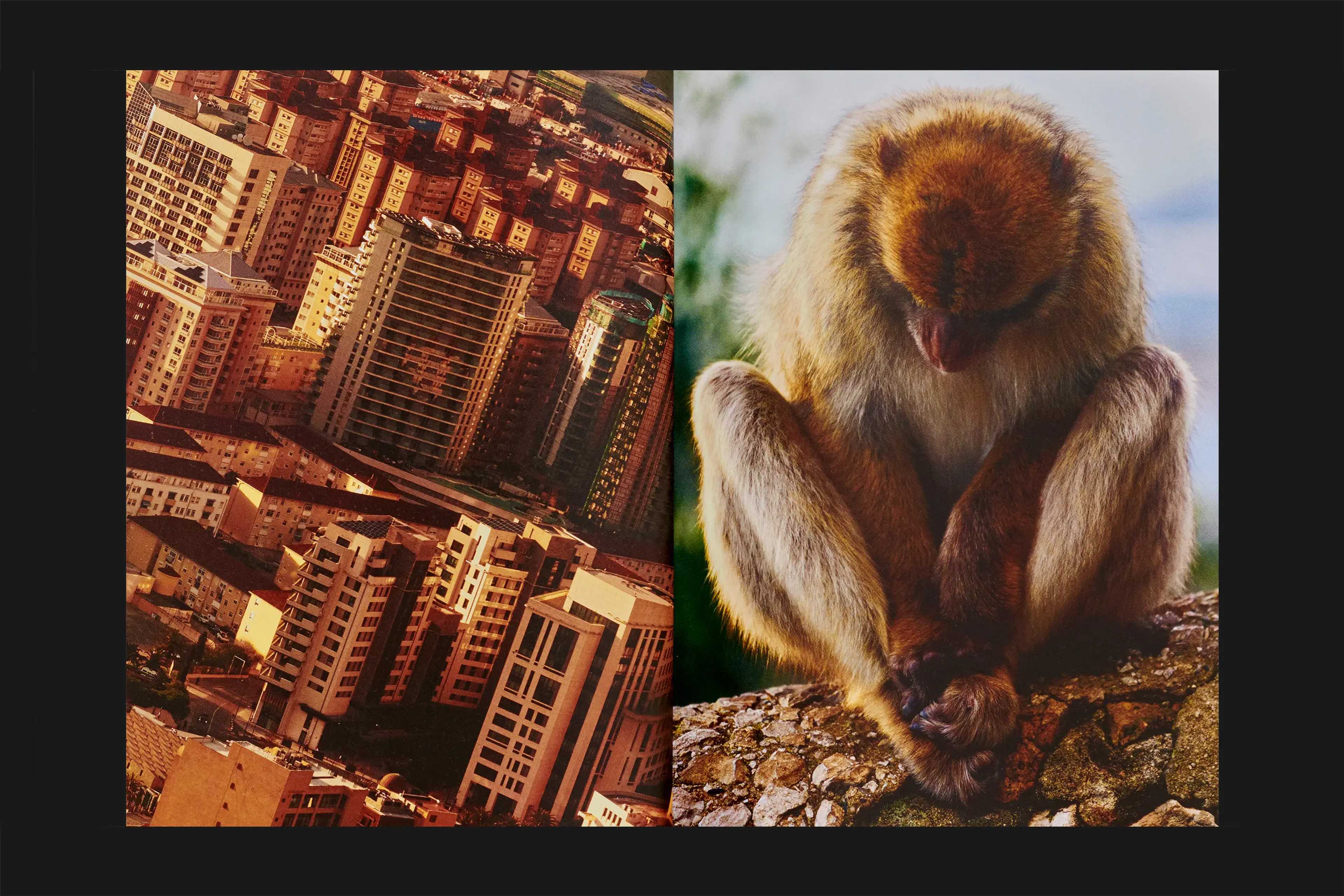 Monos