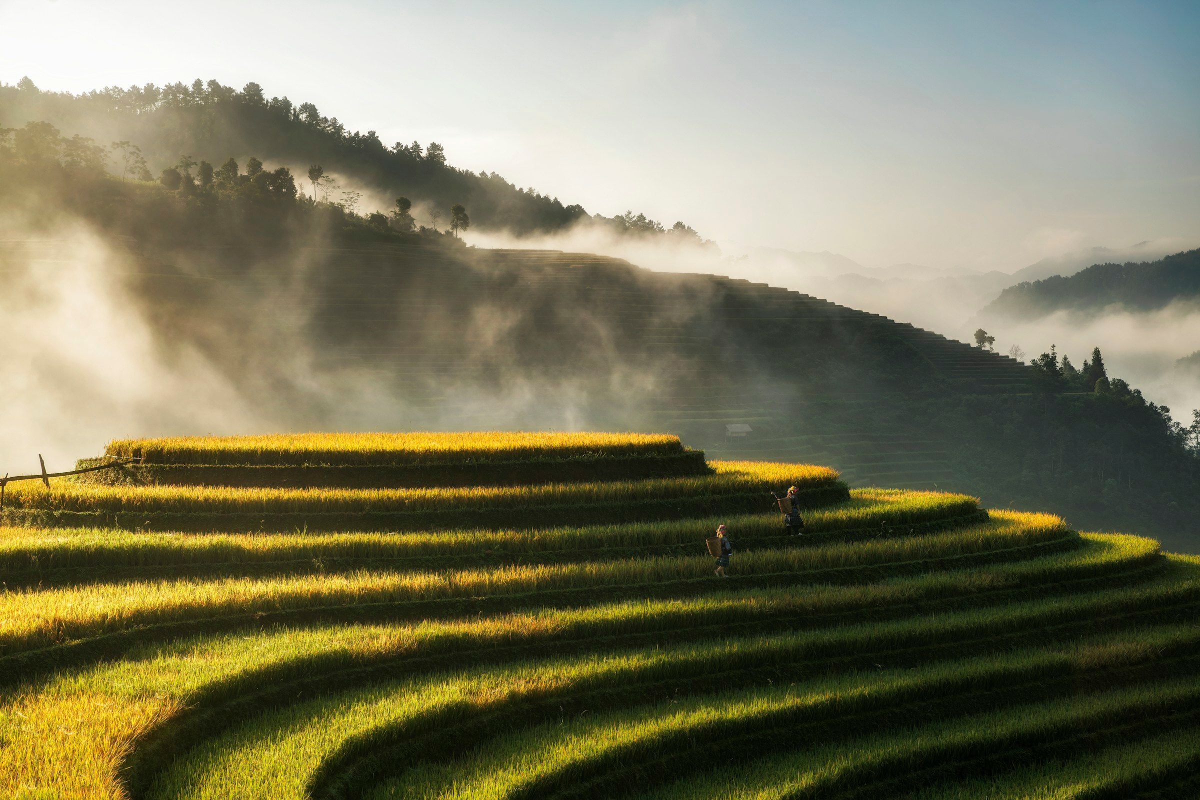 Ruộng bậc thang lúc bình minh