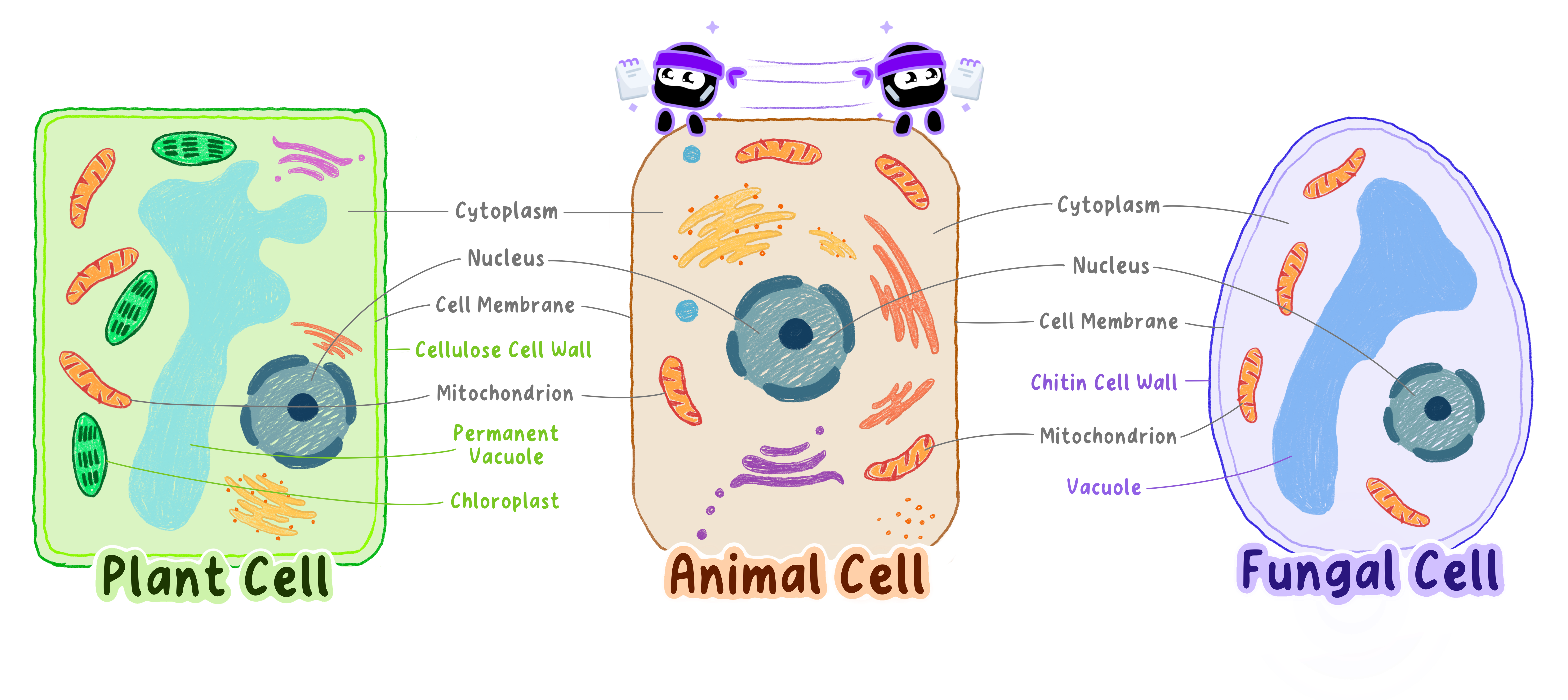 Notes for A2.2.8 Differences in eukaryotic cell structure between animals,  fungi, and plants - IB