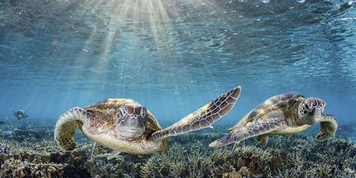 From Sustainability to Nature Reporting: What Australian Boards Need to Know
