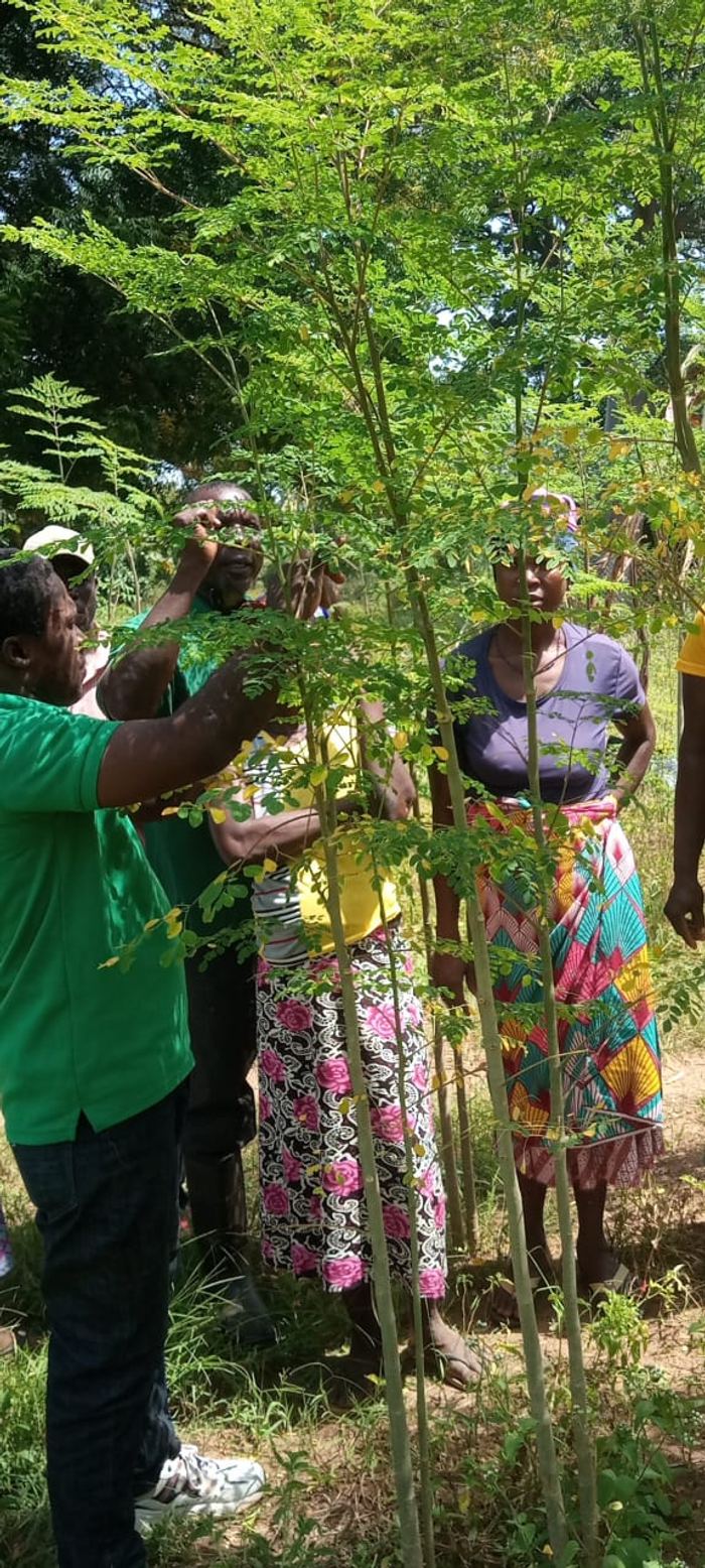 Harvesting moringa leaves from the trees