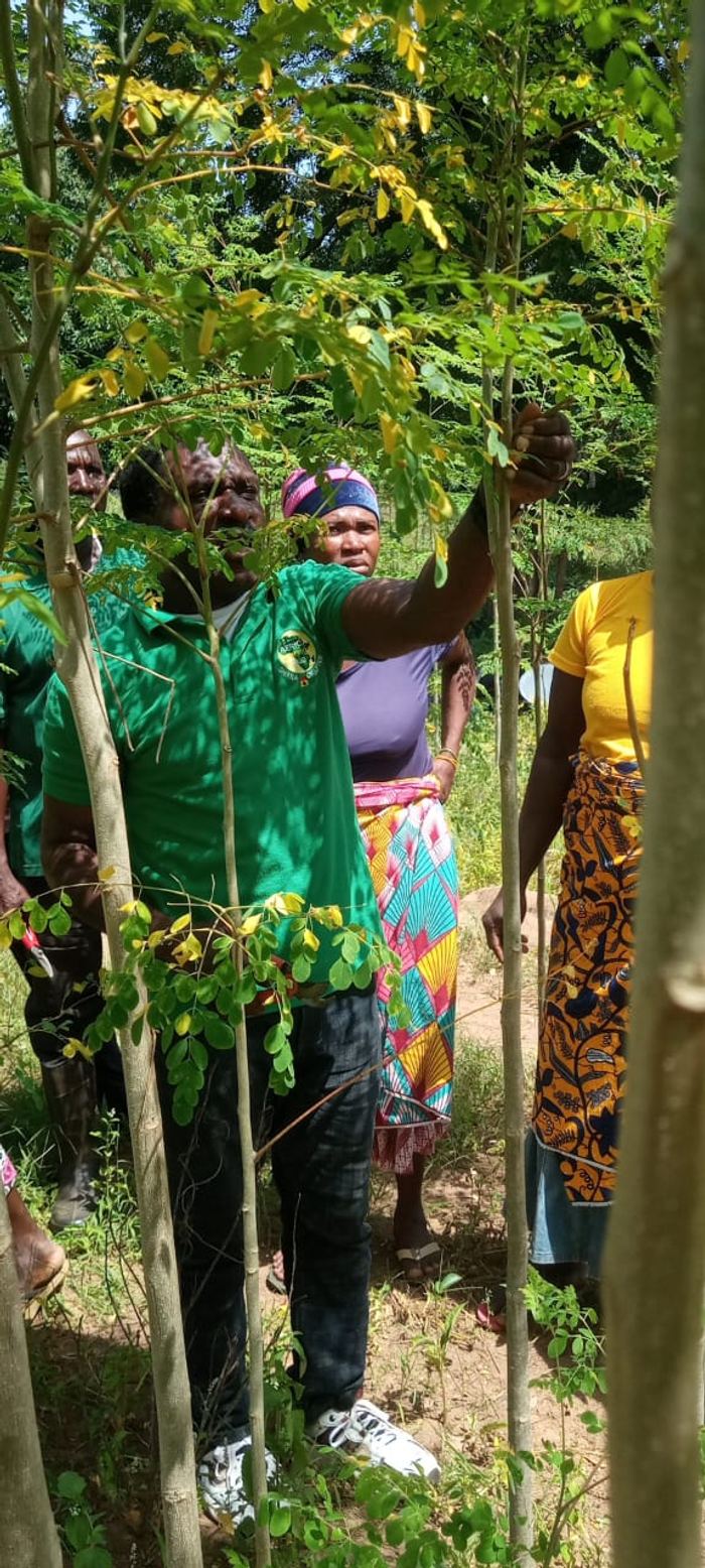 Women harvesting moringa together in a grove