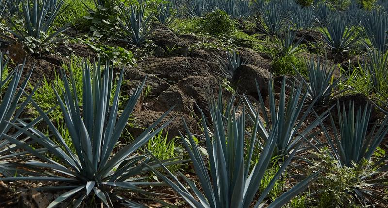 The storied history of Celaya Tequila begins in Mexico, on the porch of a rural Sonora ranch in the late 1800s. Much has changed since the first Celaya made tequila, but our dedication to the craft remains the same.
