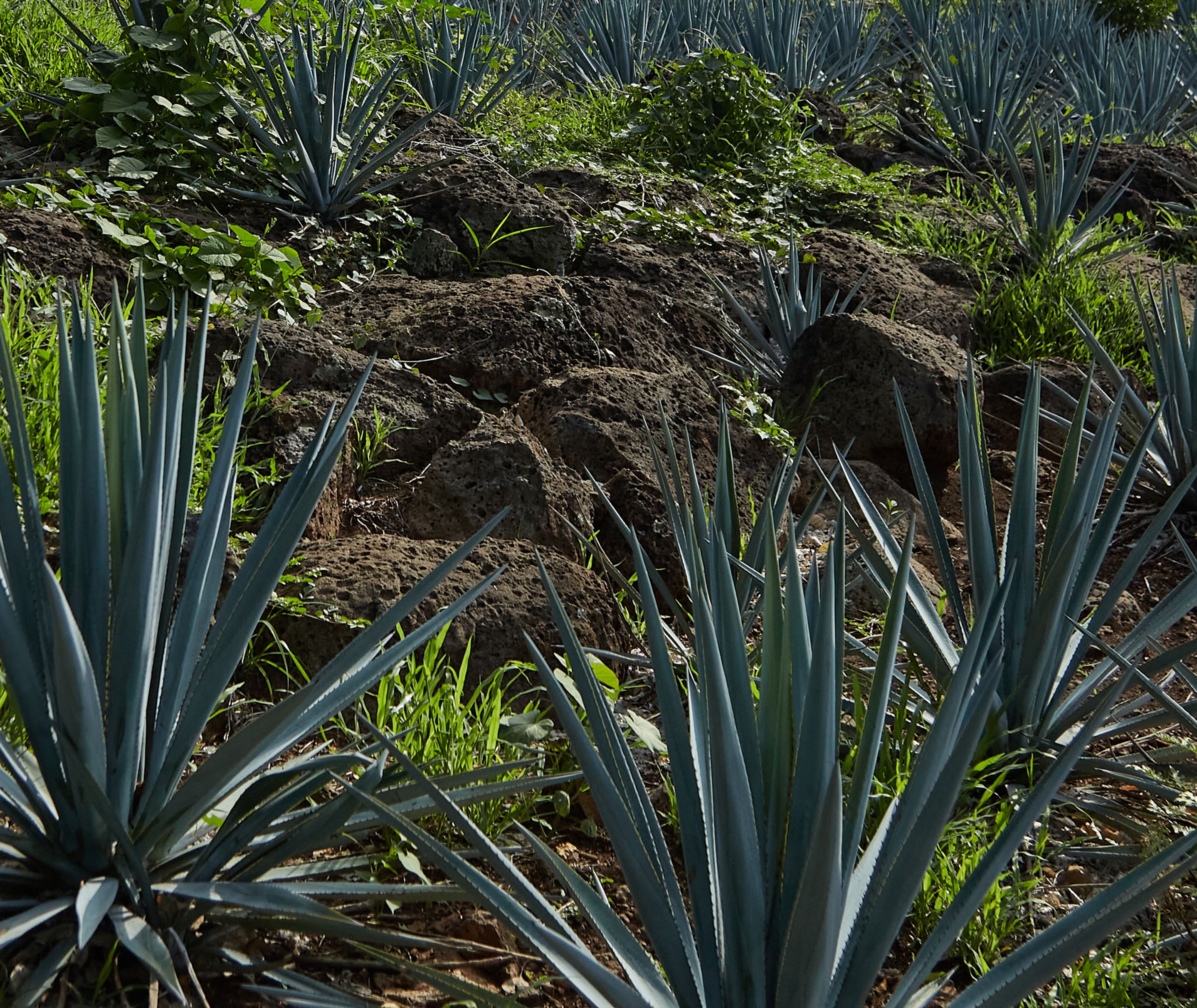 The storied history of Celaya Tequila begins in Mexico, on the porch of a rural Sonora ranch in the late 1800s. Much has changed since the first Celaya made tequila, but our dedication to the craft remains the same.