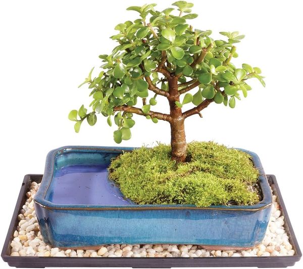 Brussel's Bonsai Medium Jade Live Bonsai Tree