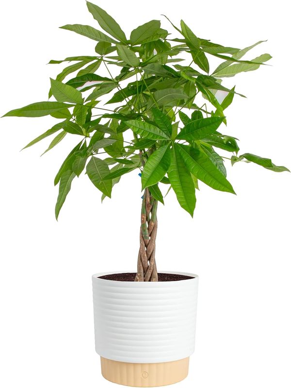 Costa Farms Money Tree, Live Indoor Plant, Braided Trunk