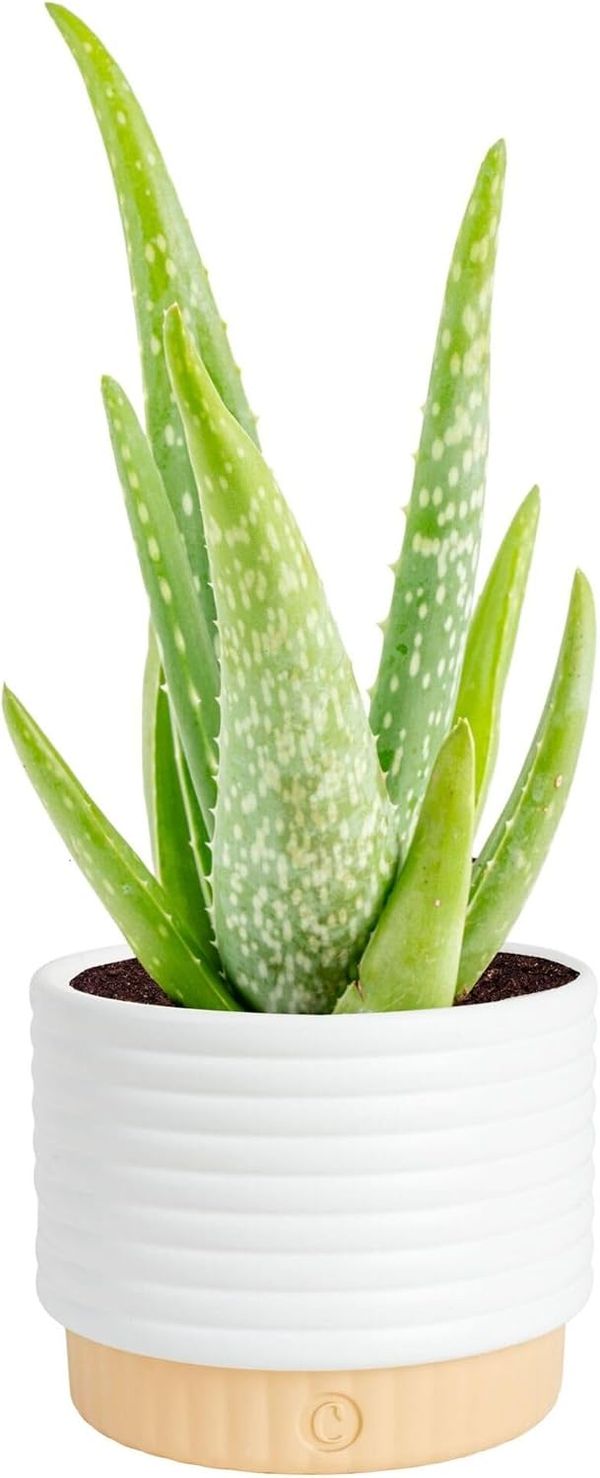 Costa Farms Aloe Vera Succulent, Live Indoor Plant